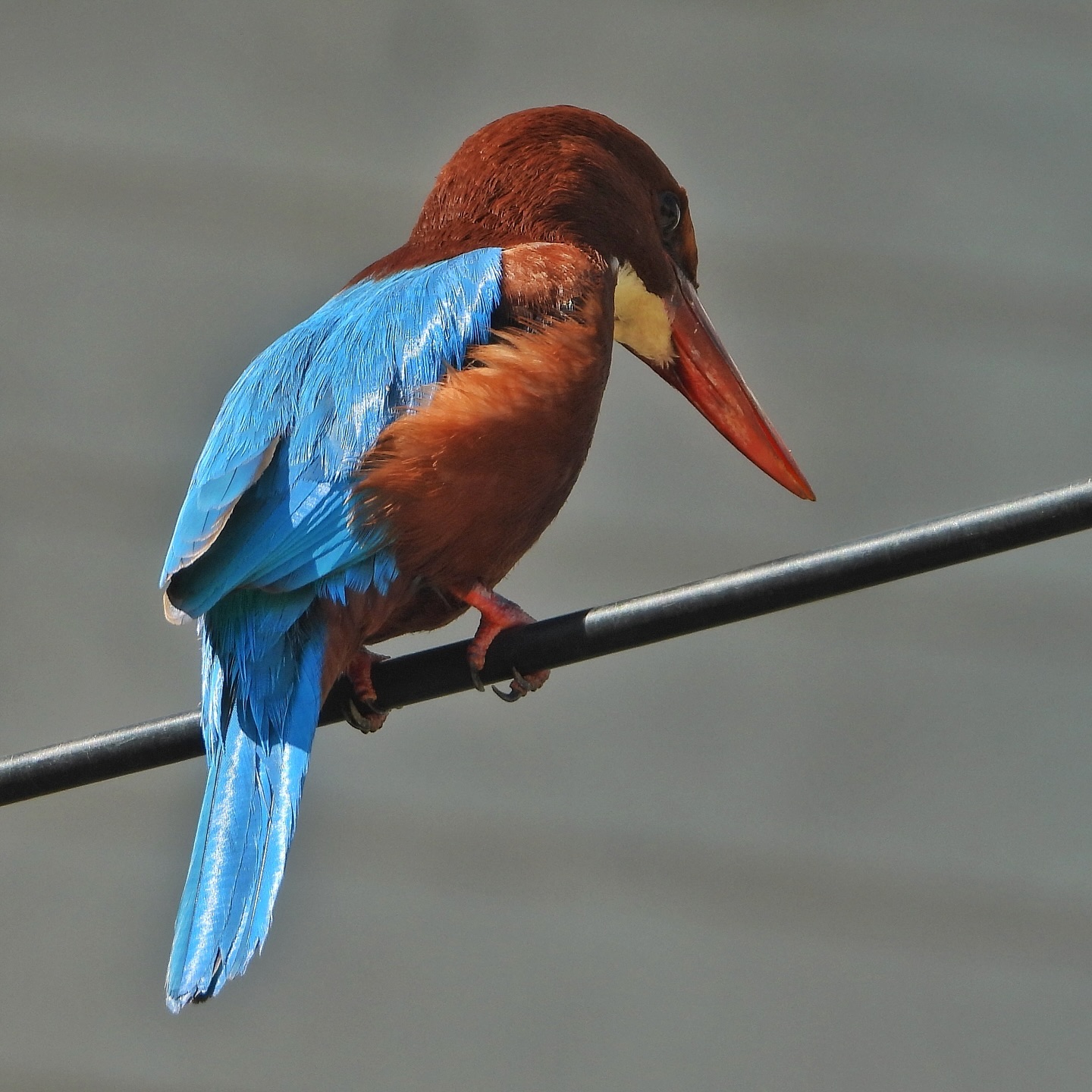 White Throated Kingfisher 6