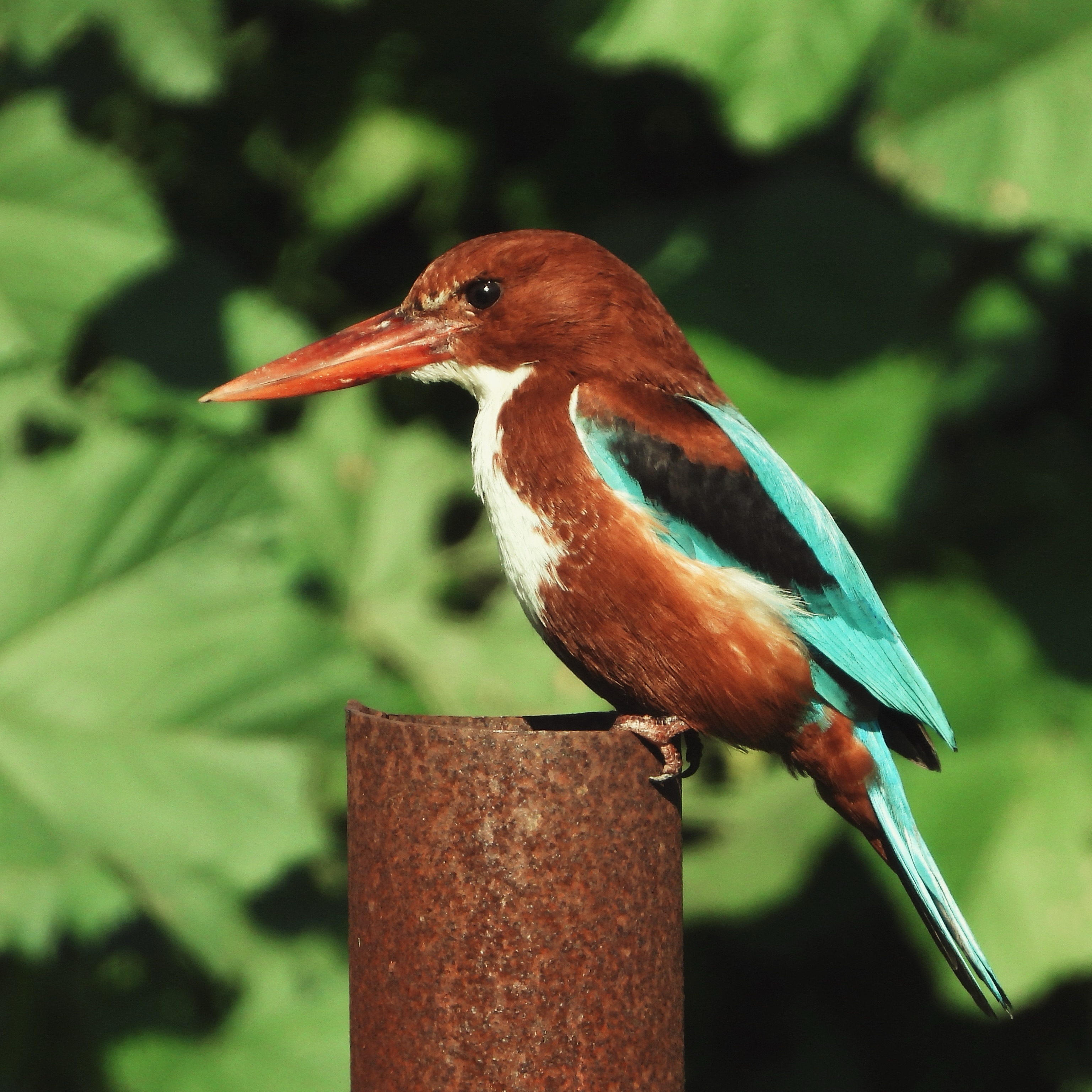 White Throated Kingfisher 7