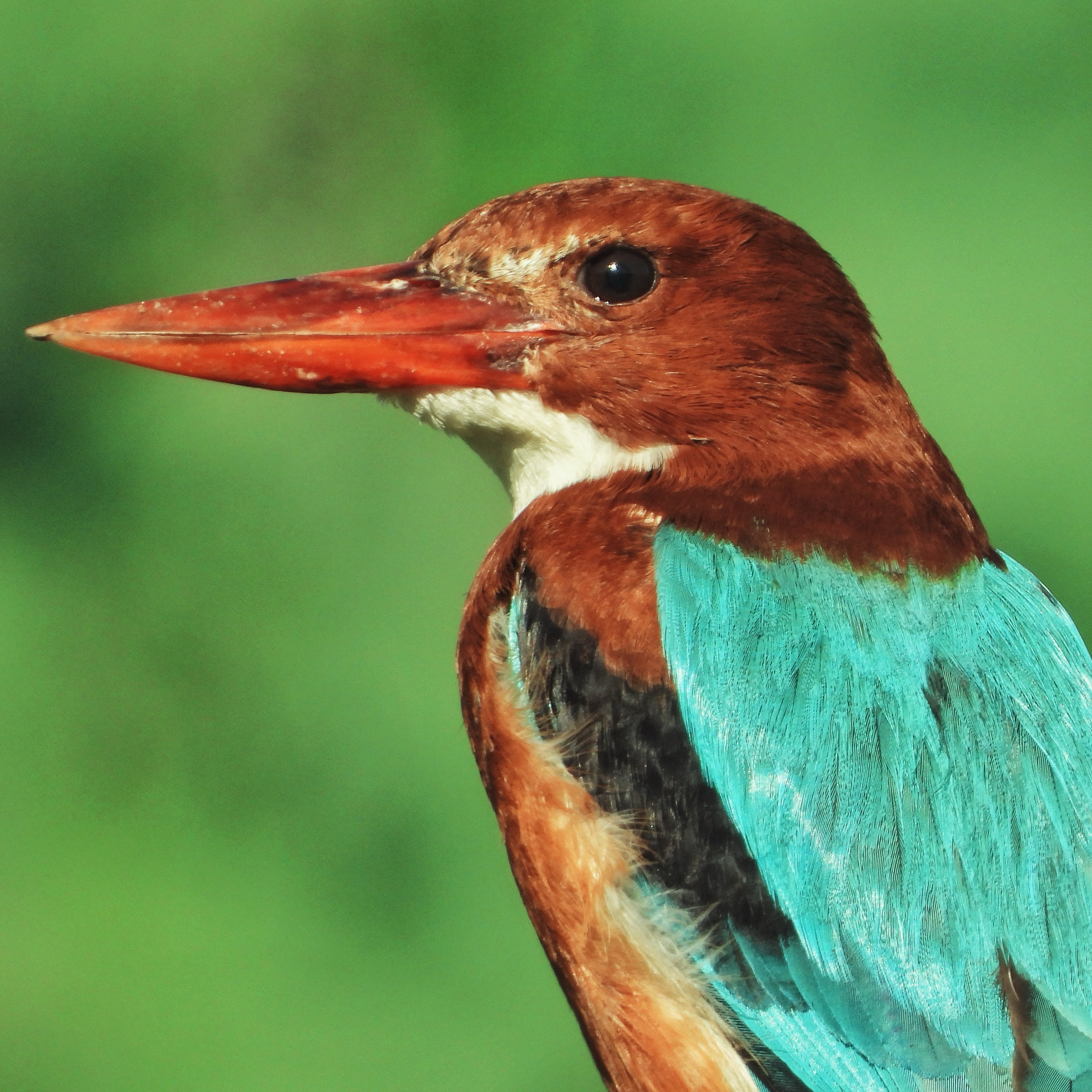 White Throated Kingfisher 8