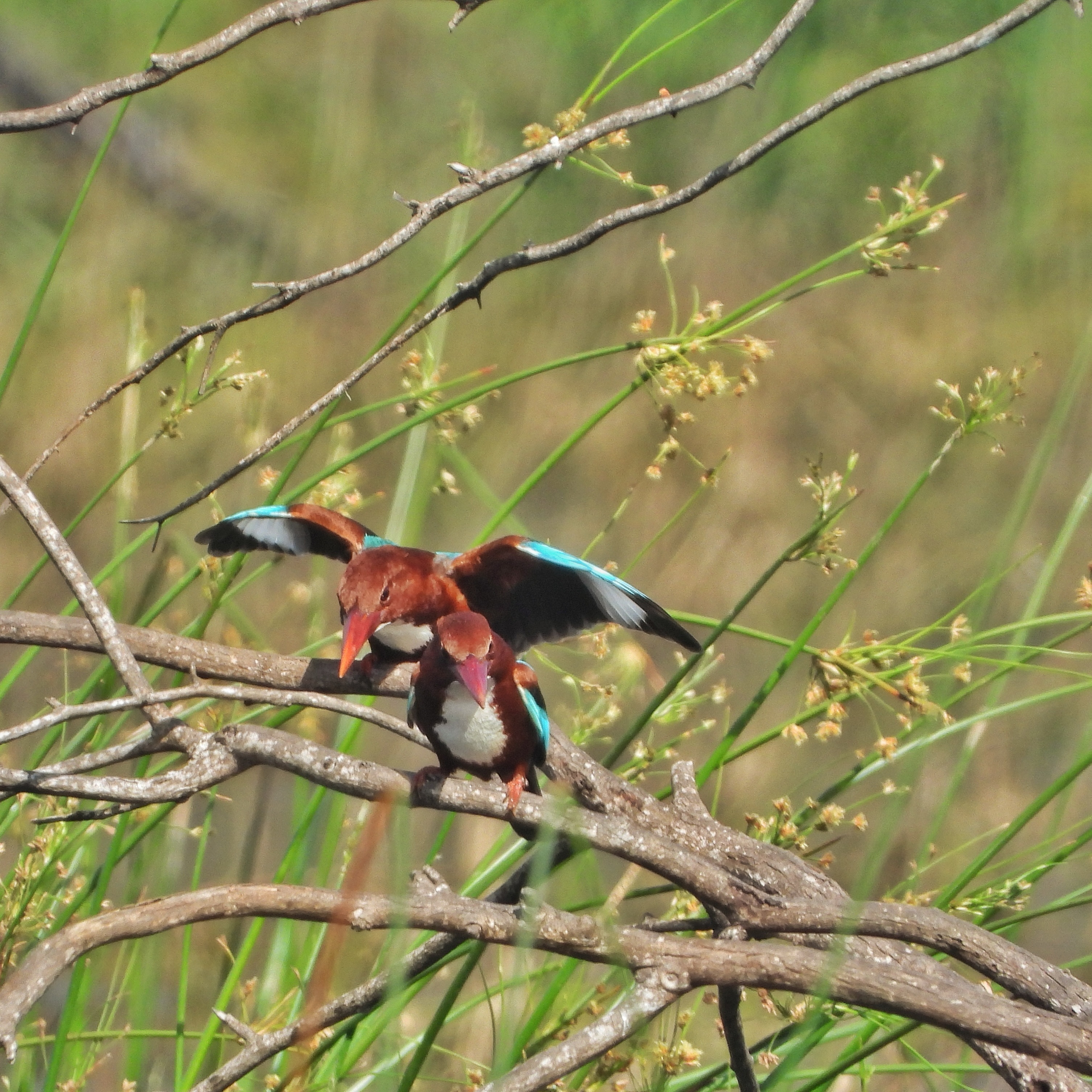 White Throated Kingfisher 9