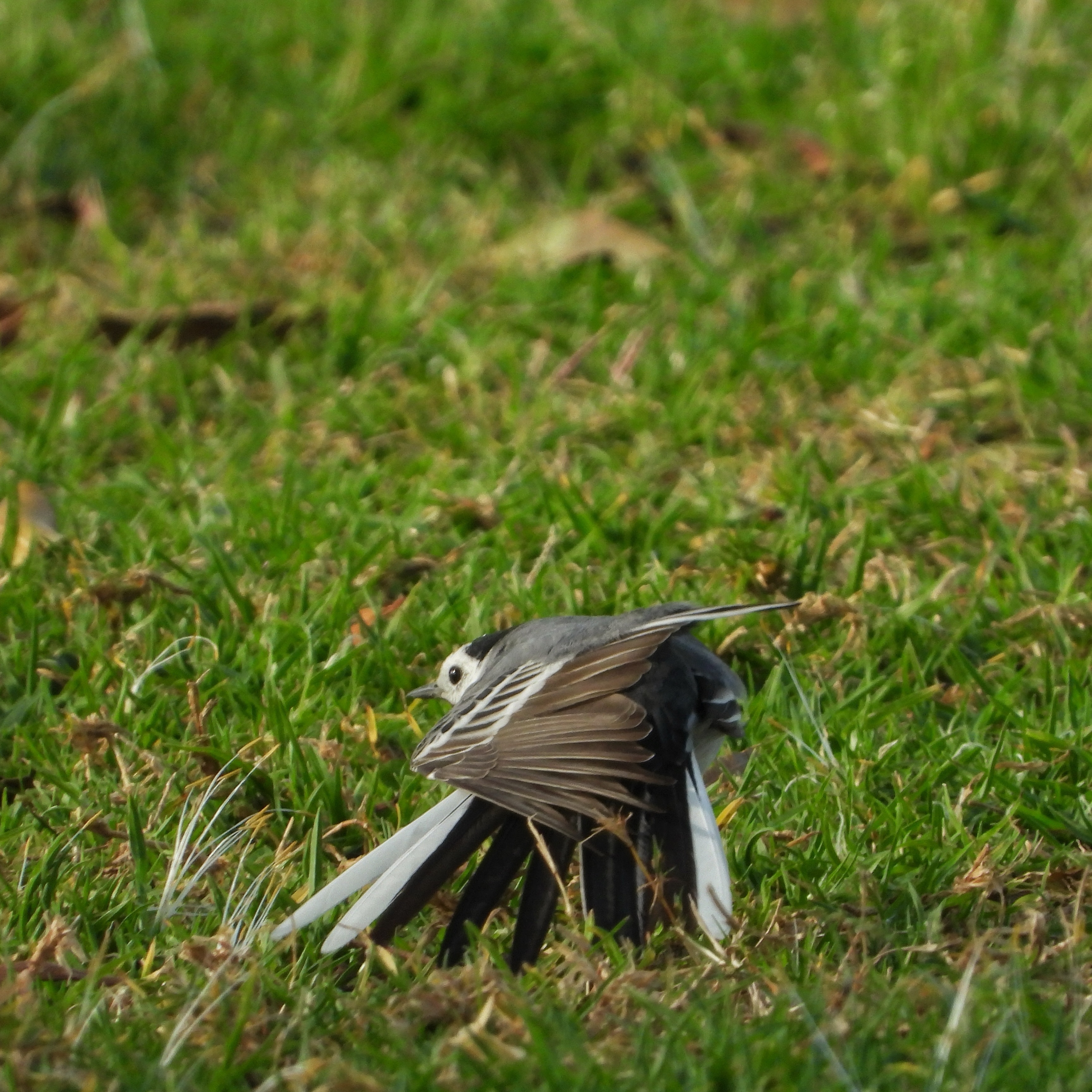 White wagtail