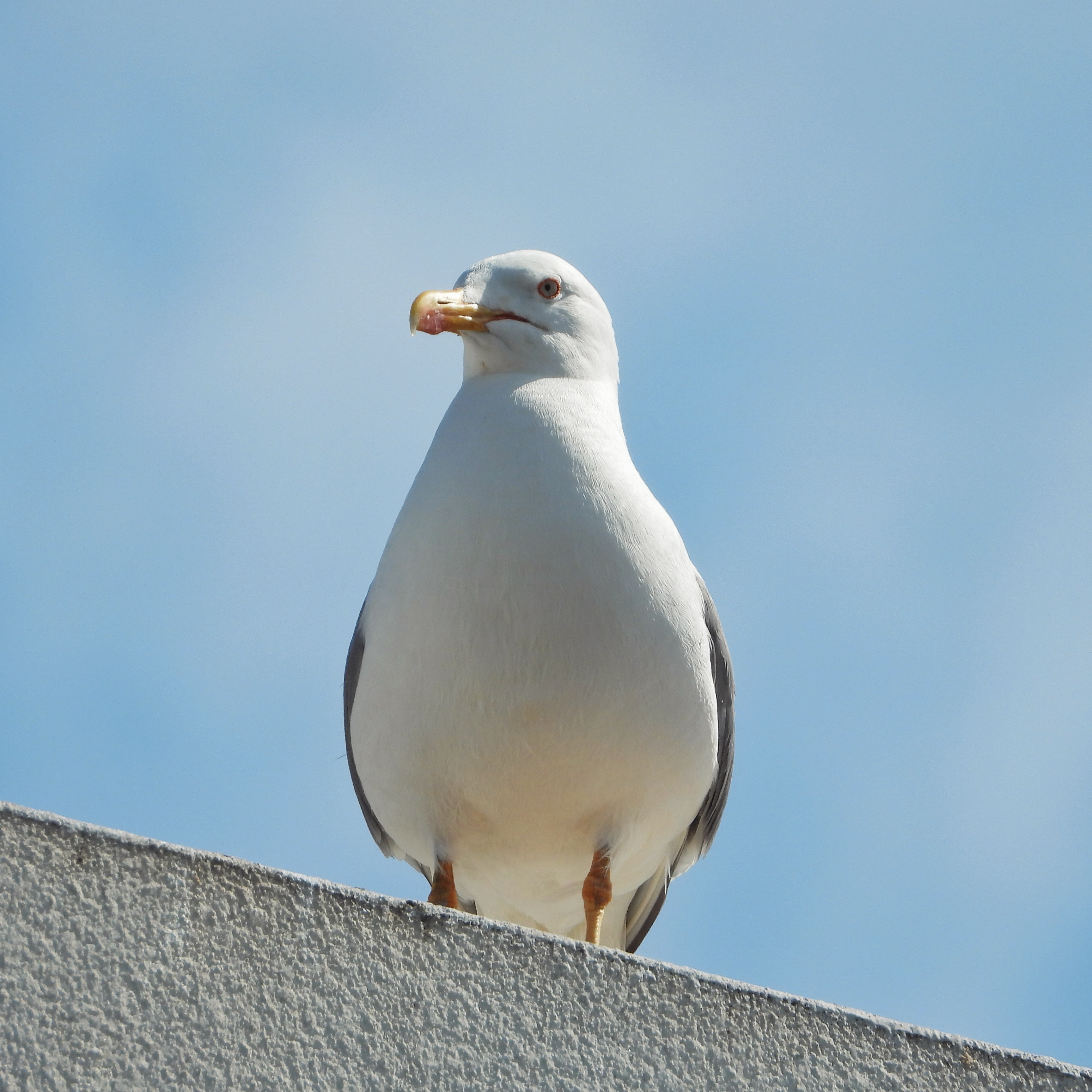 Yellow Legged Gull 1