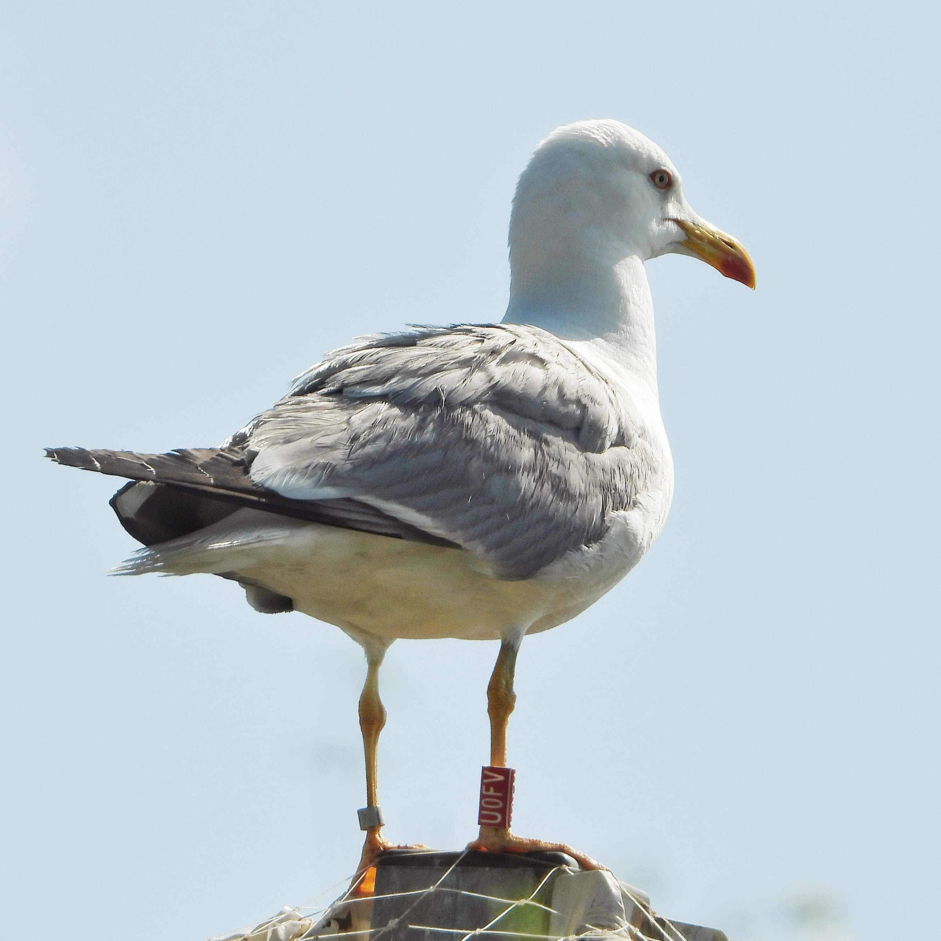 Yellow Legged Gull 2