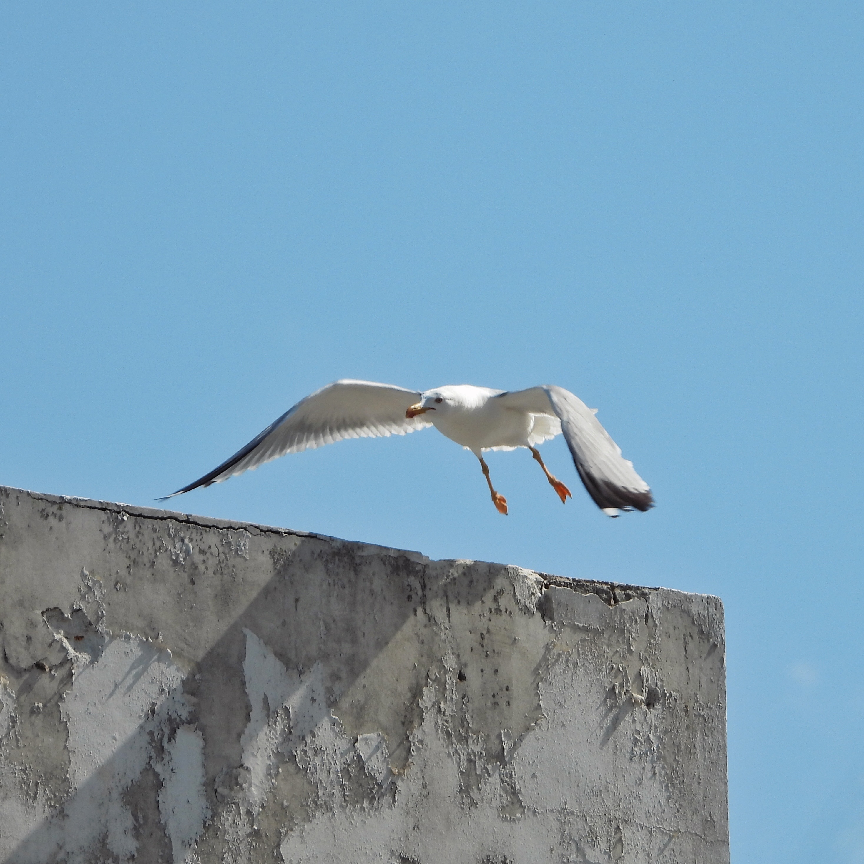 Yellow Legged Gull 3