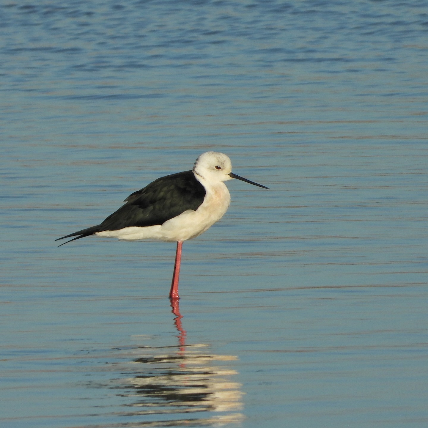 Black Winged Stilt 1