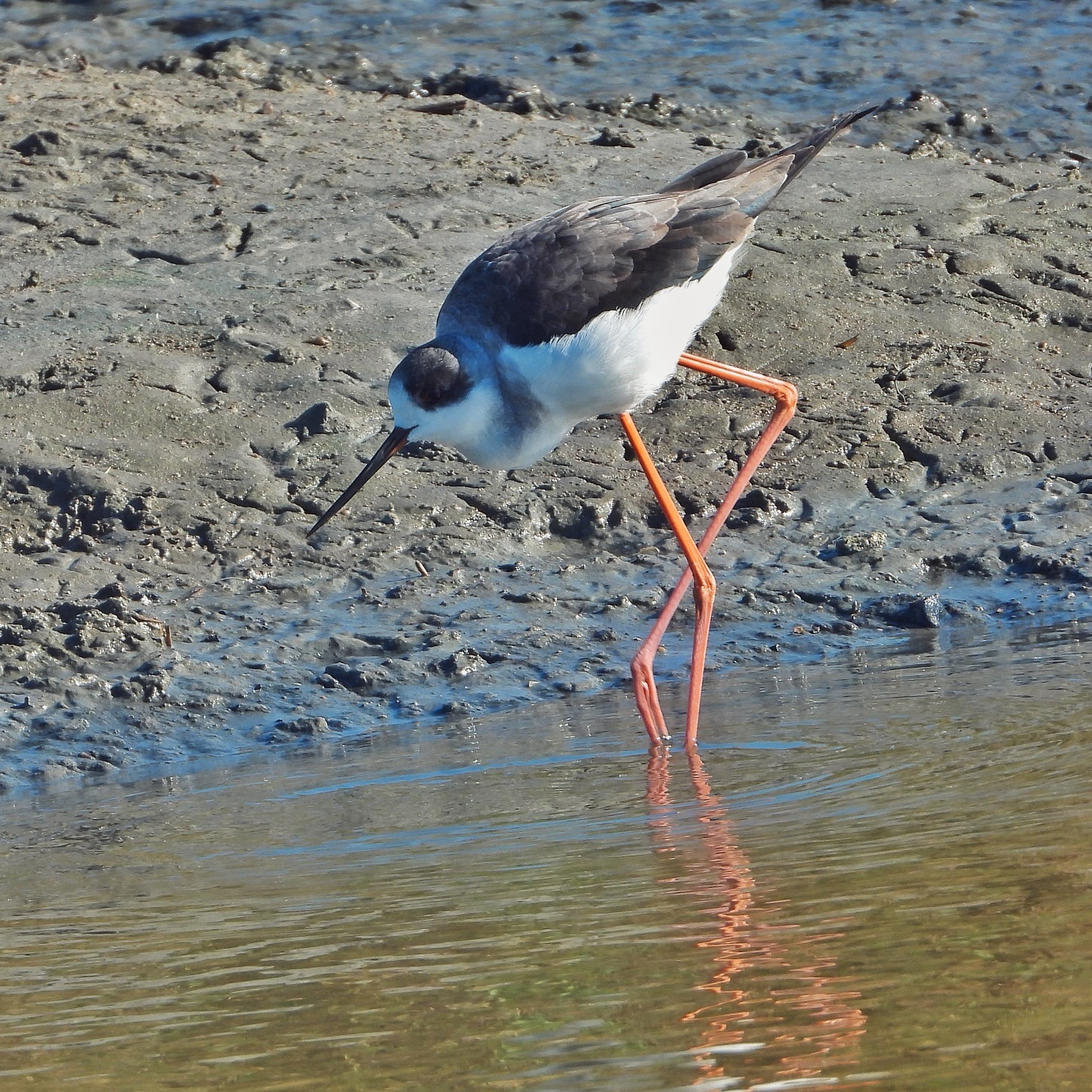 Black Winged Stilt 2