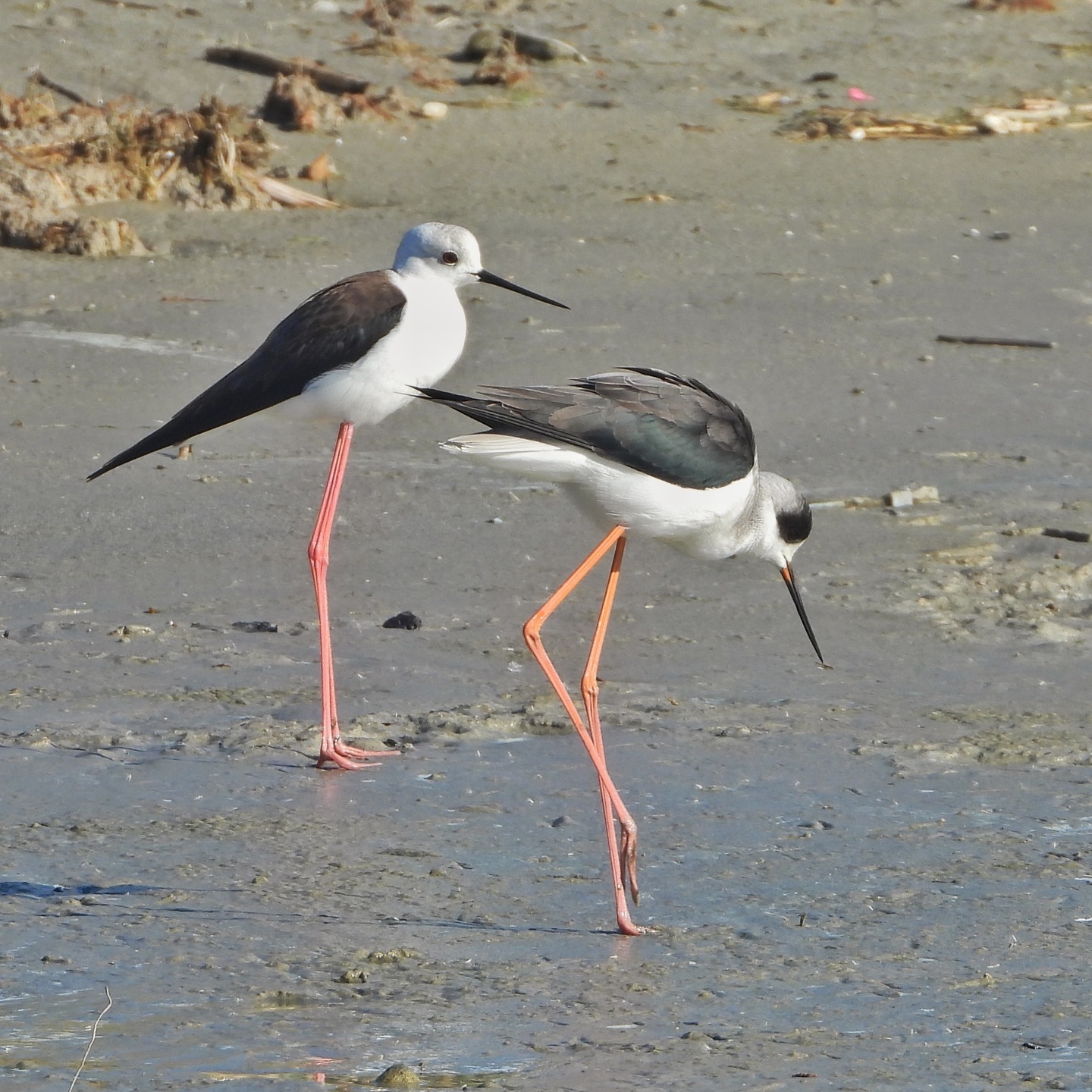 Black Winged Stilt 3