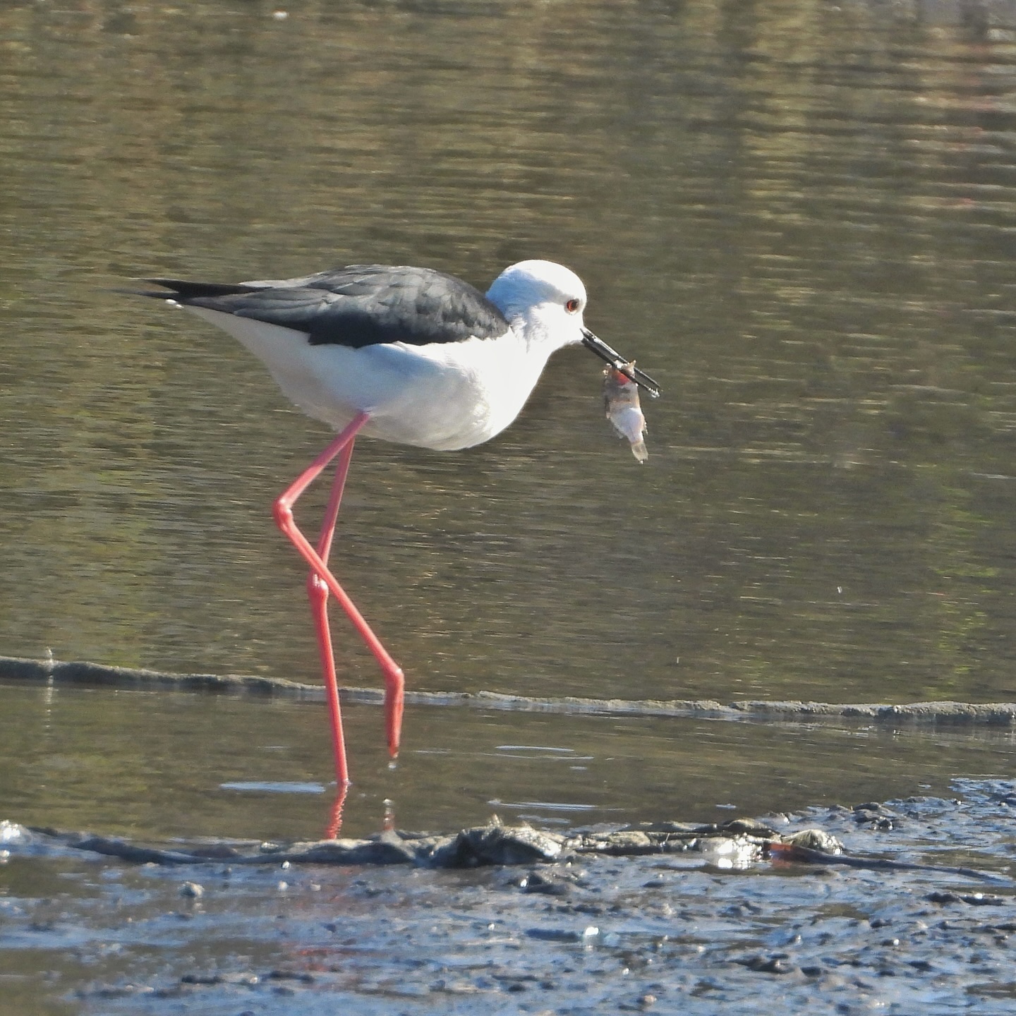 Black Winged Stilt 4