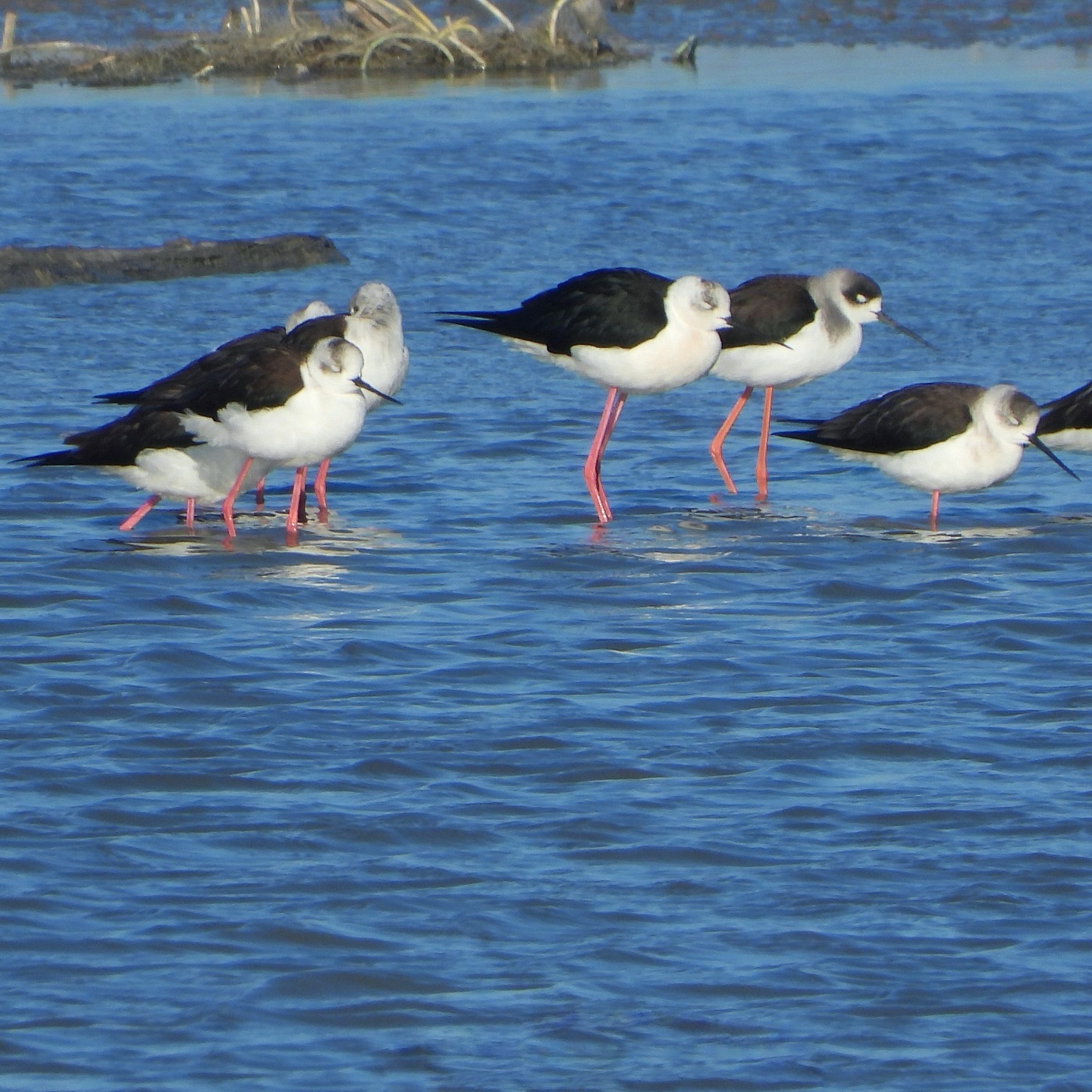 Black Winged Stilt 5