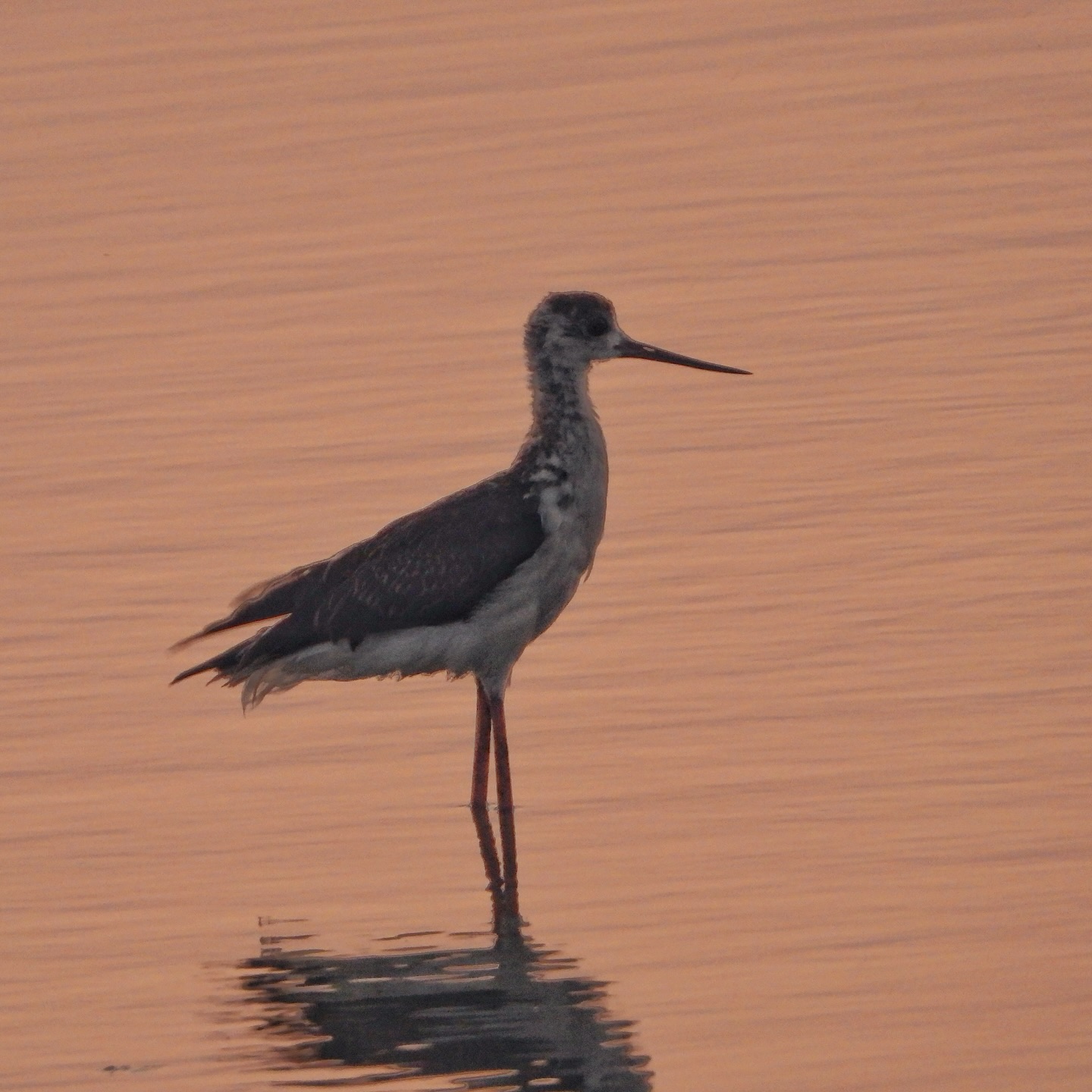 Black Winged Stilt 6
