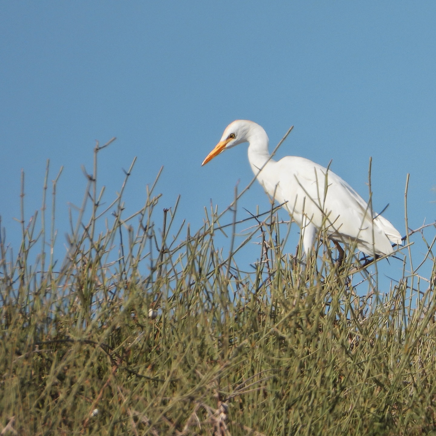 Cattle Egret 11