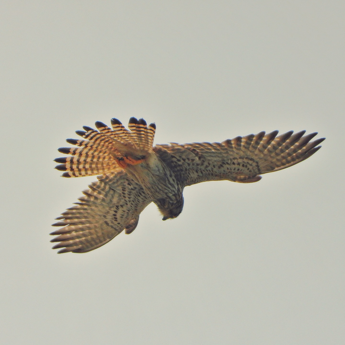 falconidae