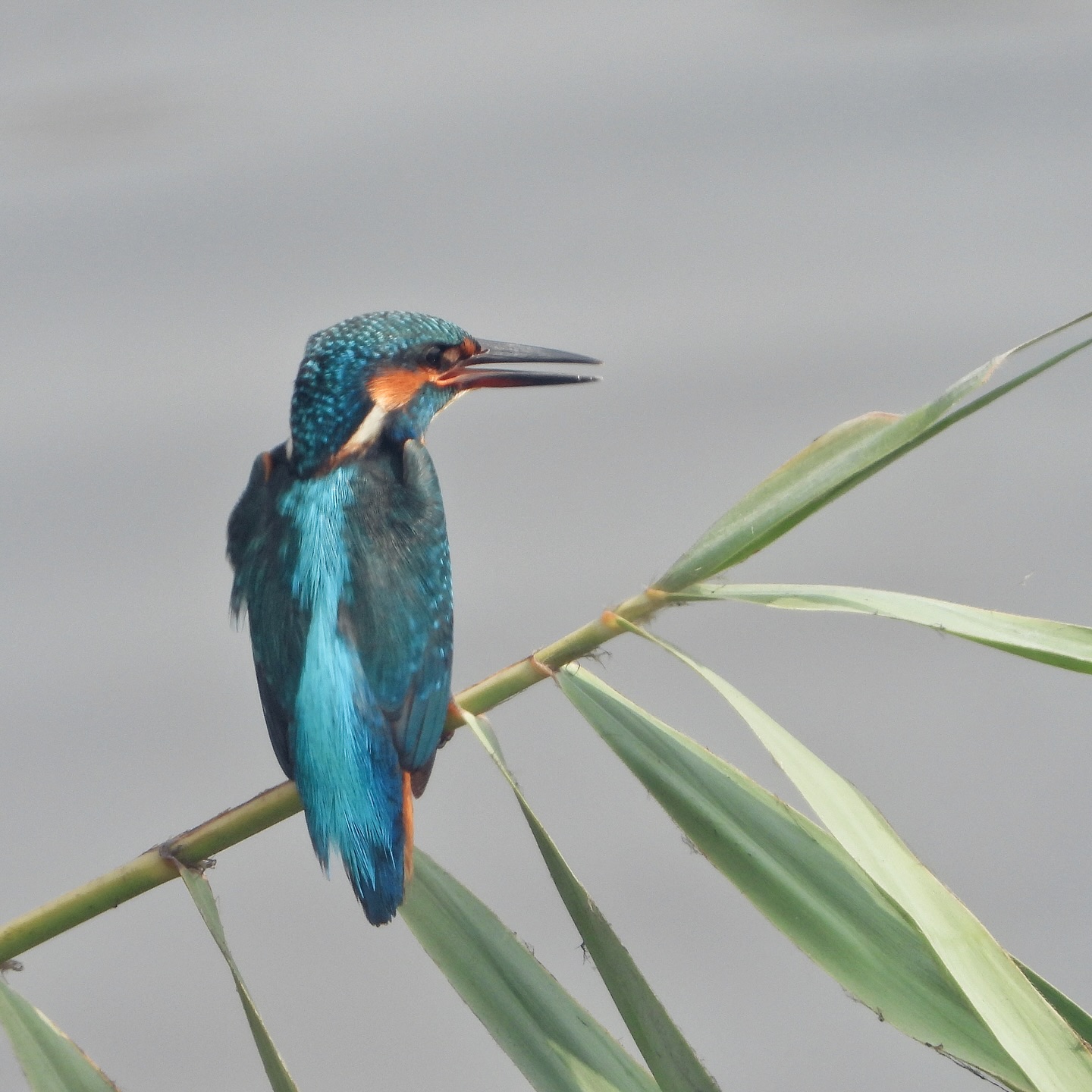 Common Kingfisher 3