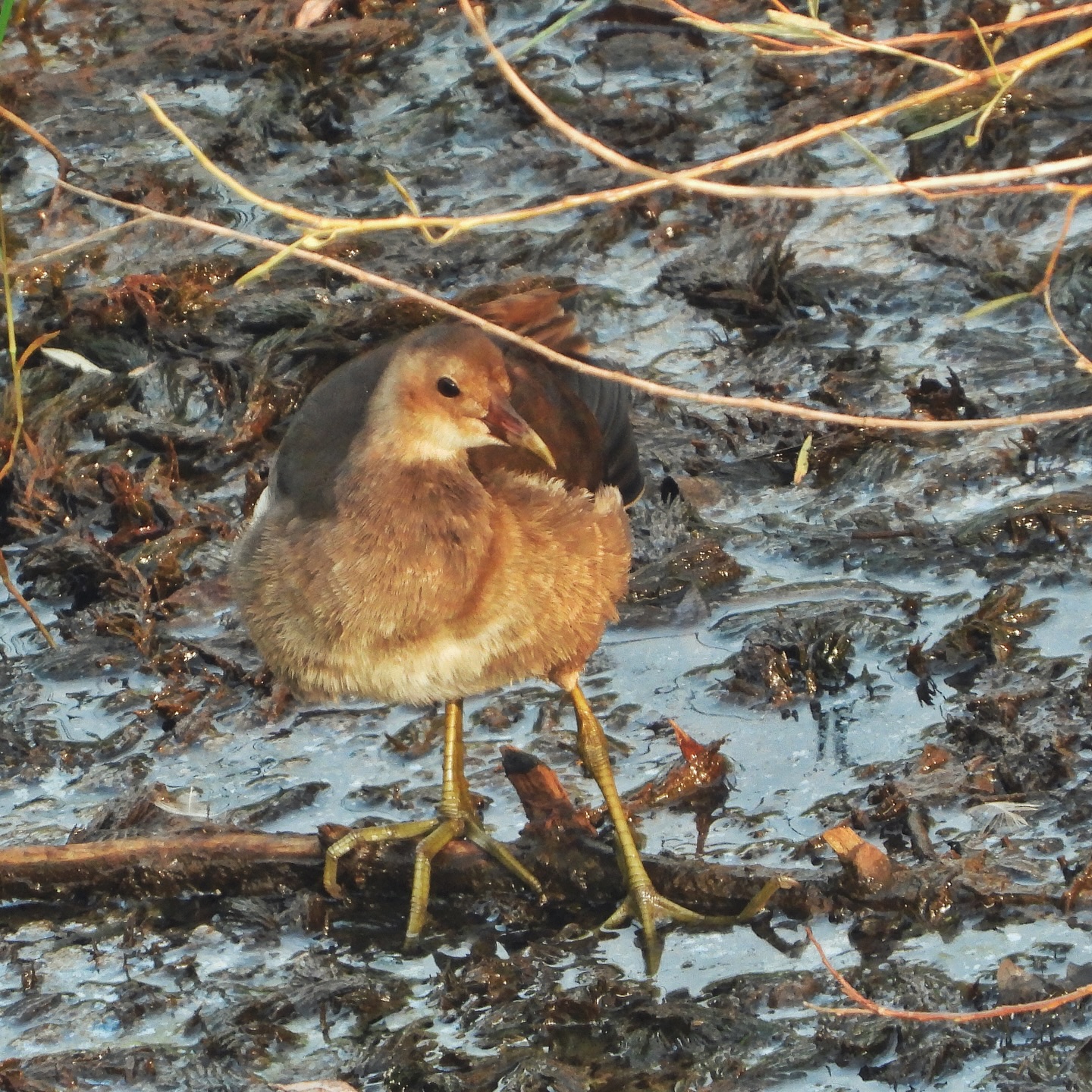 Common Moorhen 17