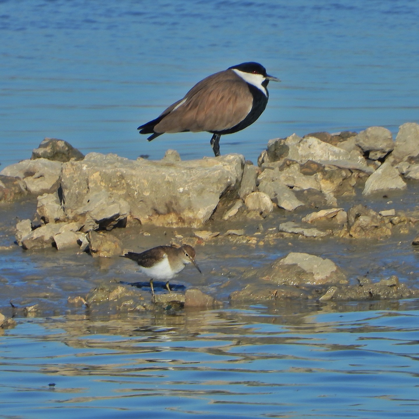 Common Sandpiper Spur Winged Lapwing 1