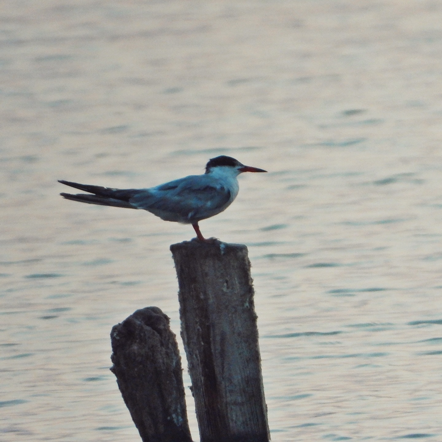 Common Tern 3