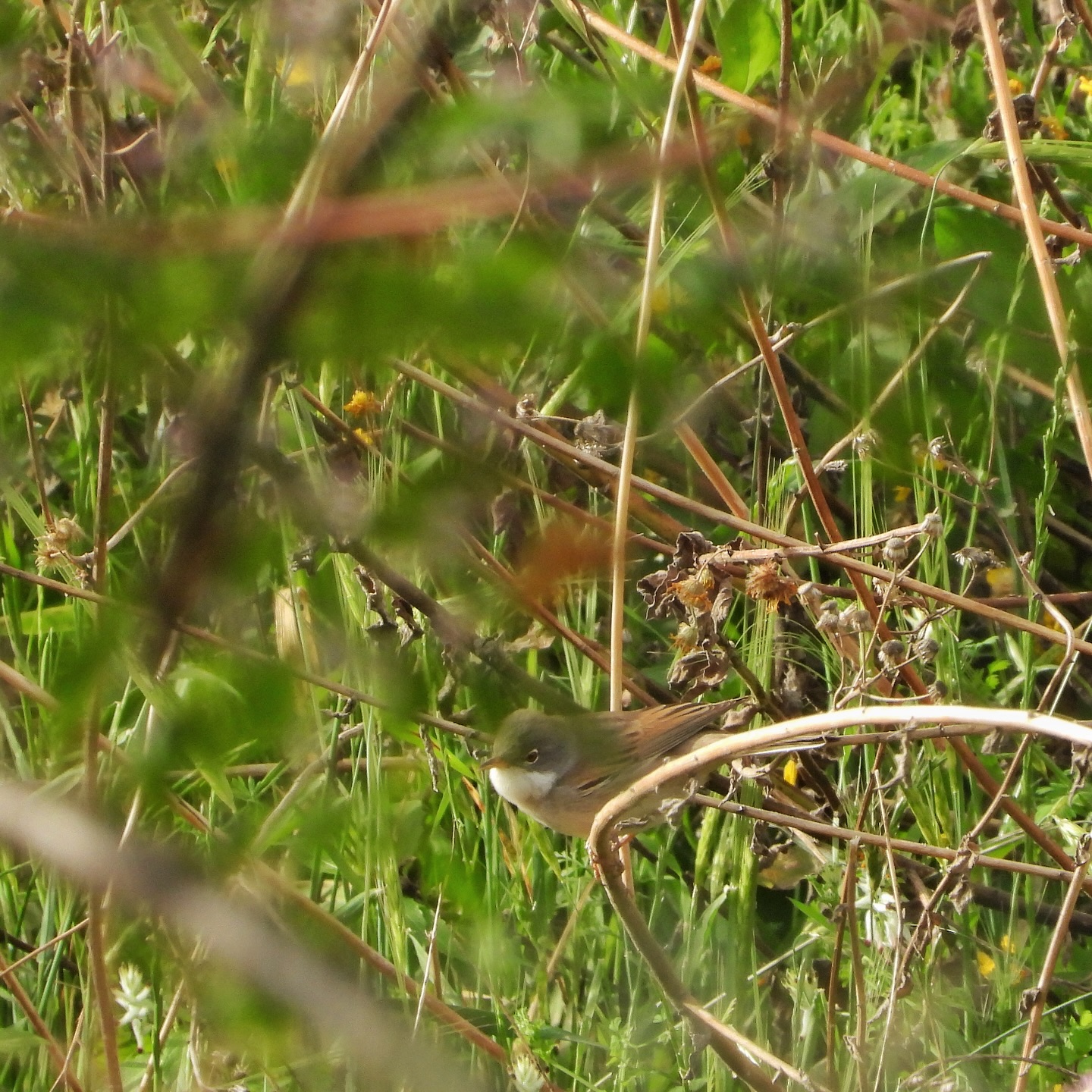 Common Whitethroat 1