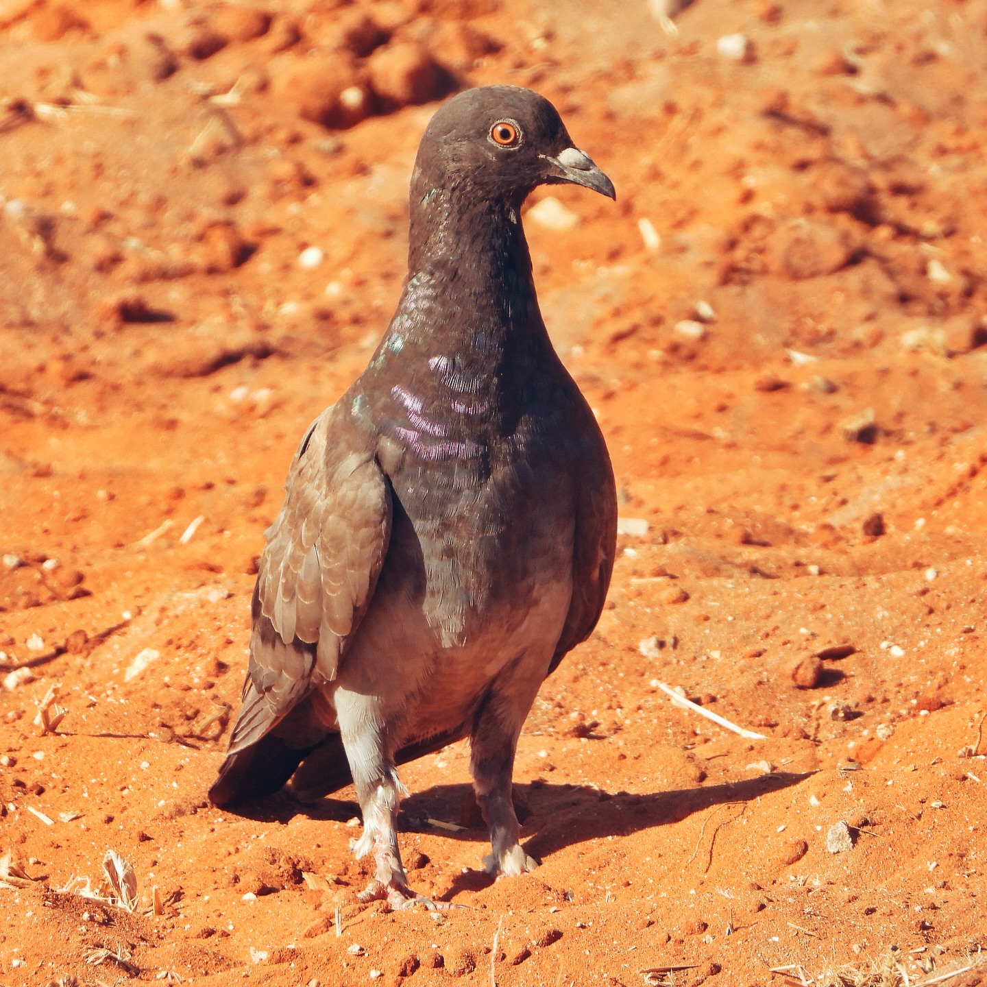 Domestic Pigeon 23