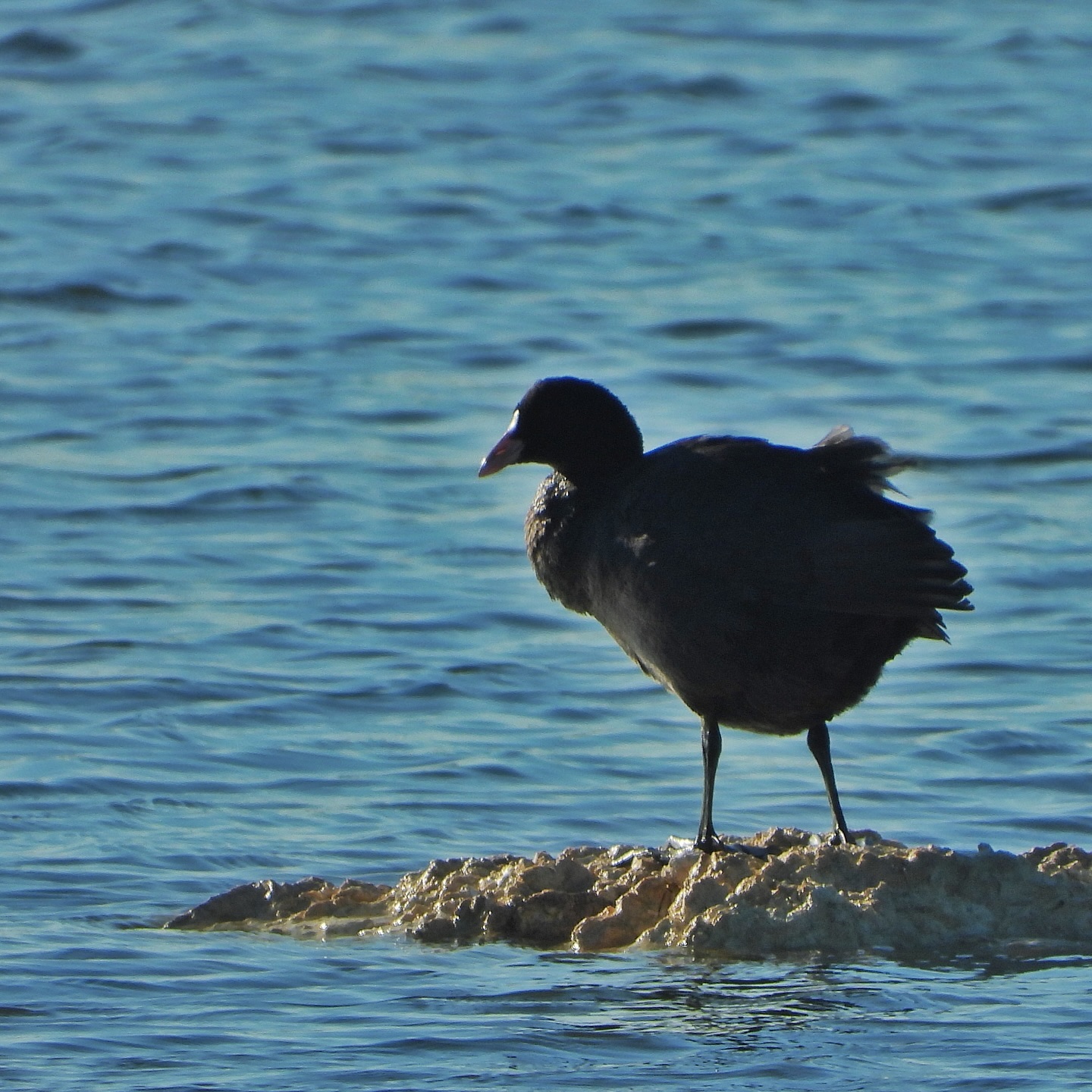 Eurasian Coot 15