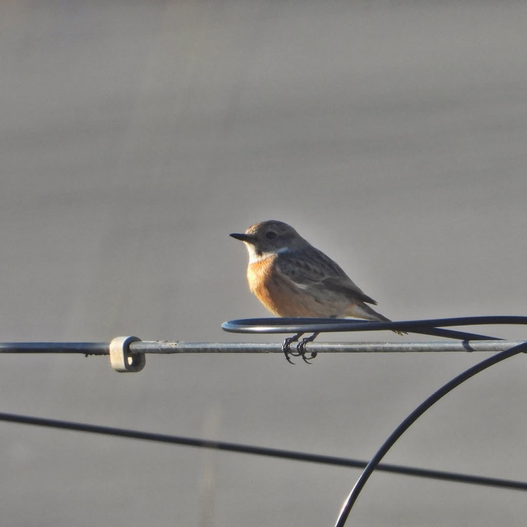 European Stonechat 11