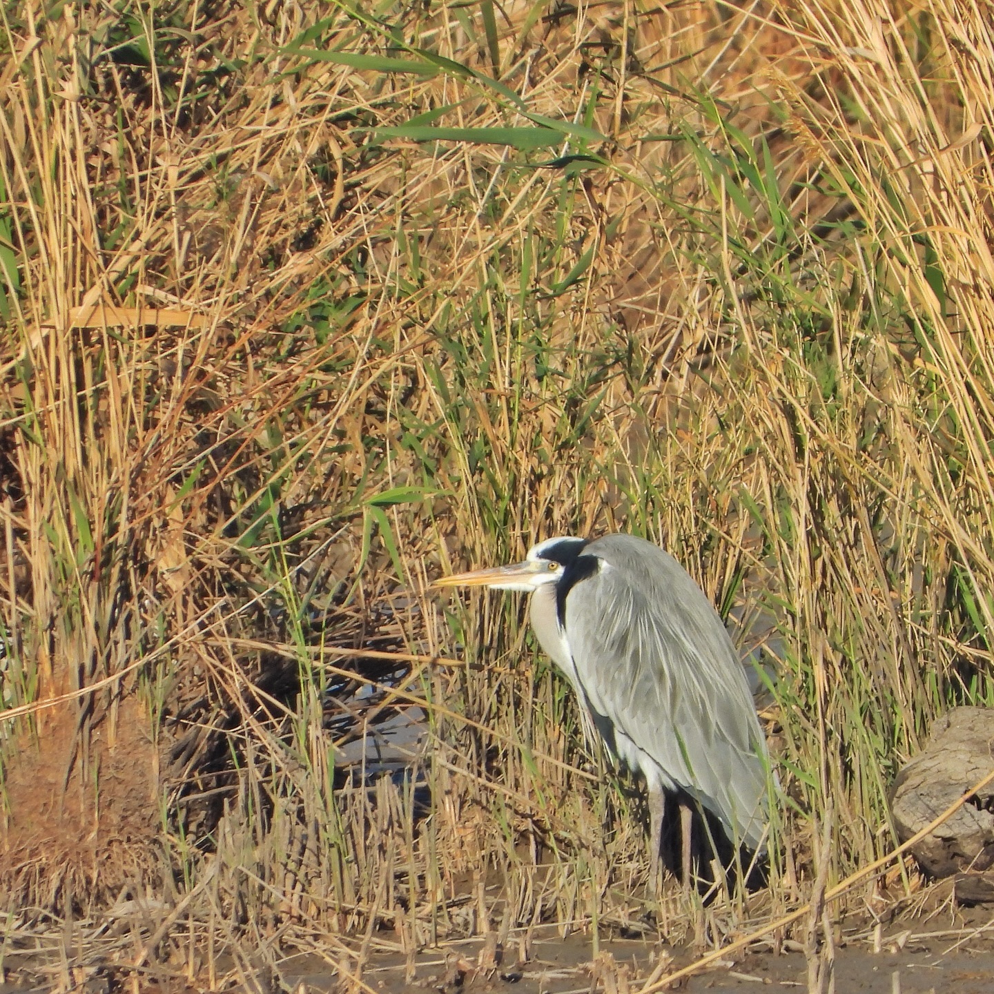 Gray Heron 6