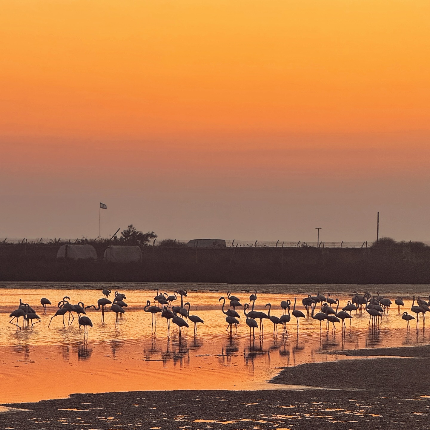Greater Flamingo 1