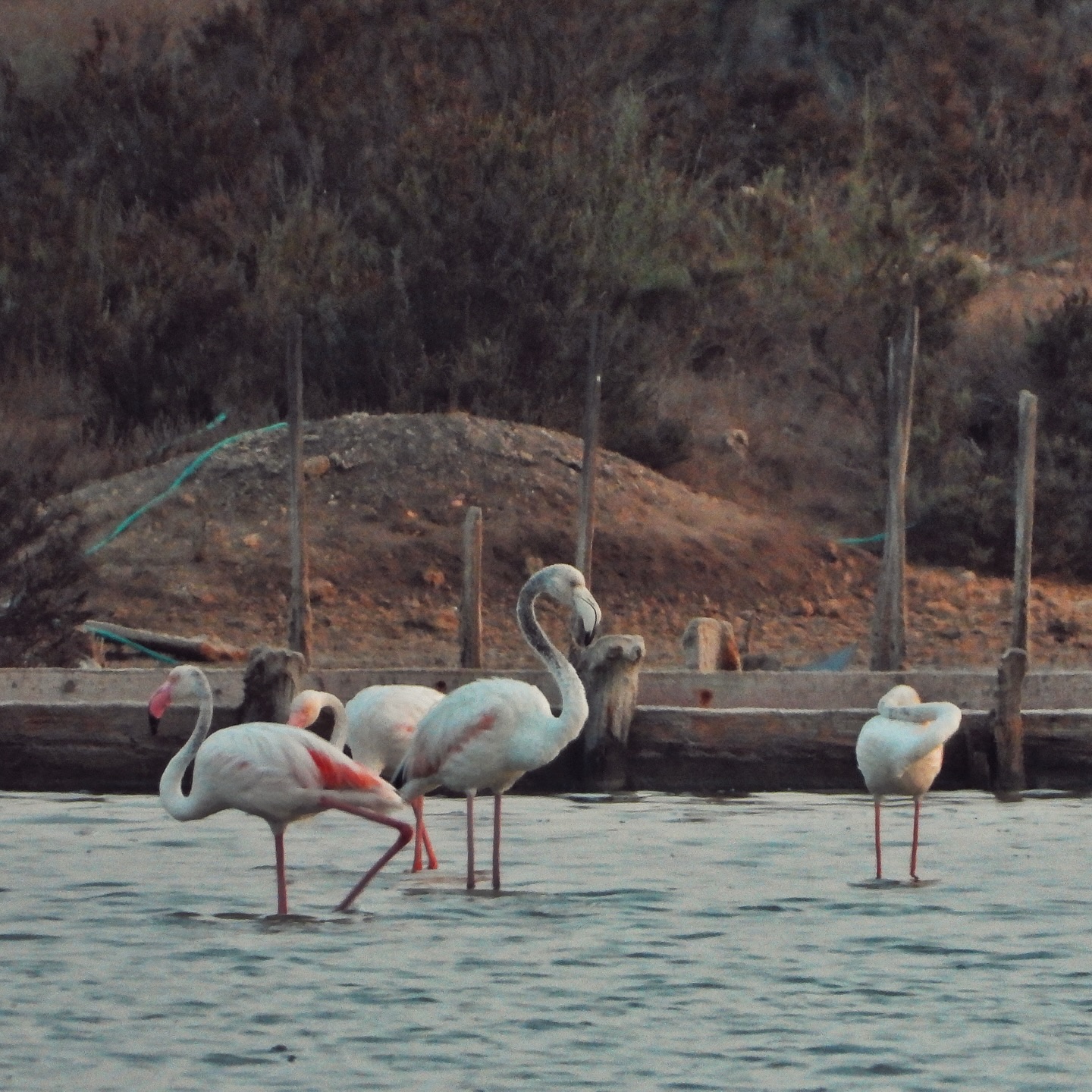Greater Flamingo 3