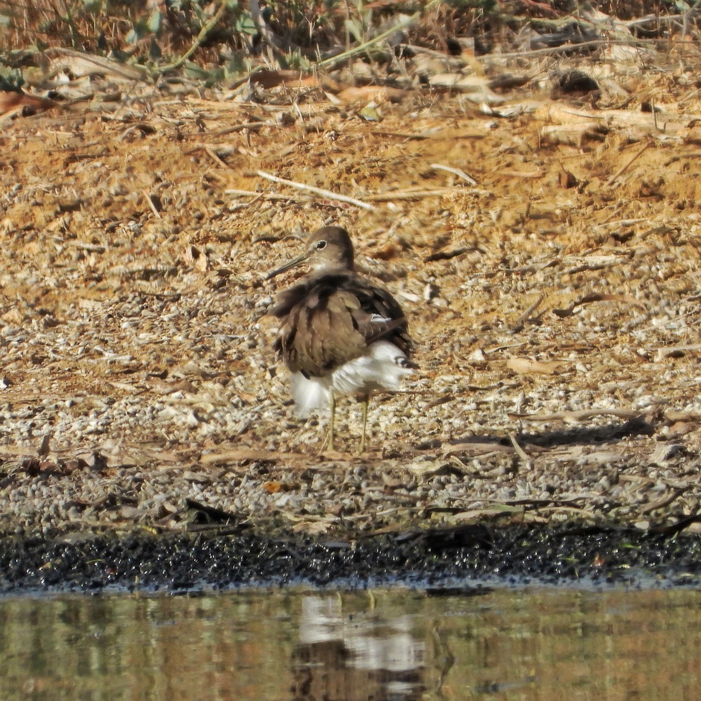 Green Sandpiper 1