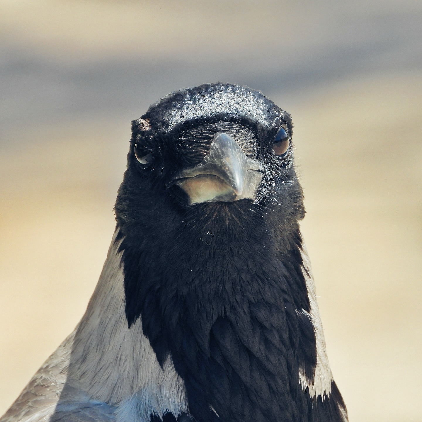 corvidae