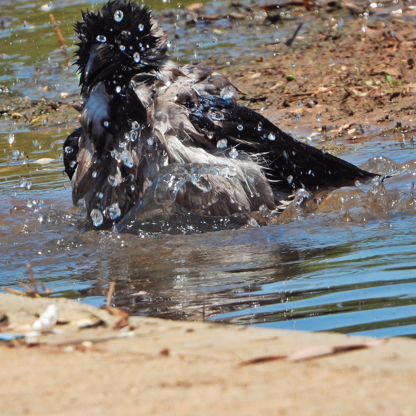 Hooded Crow 57