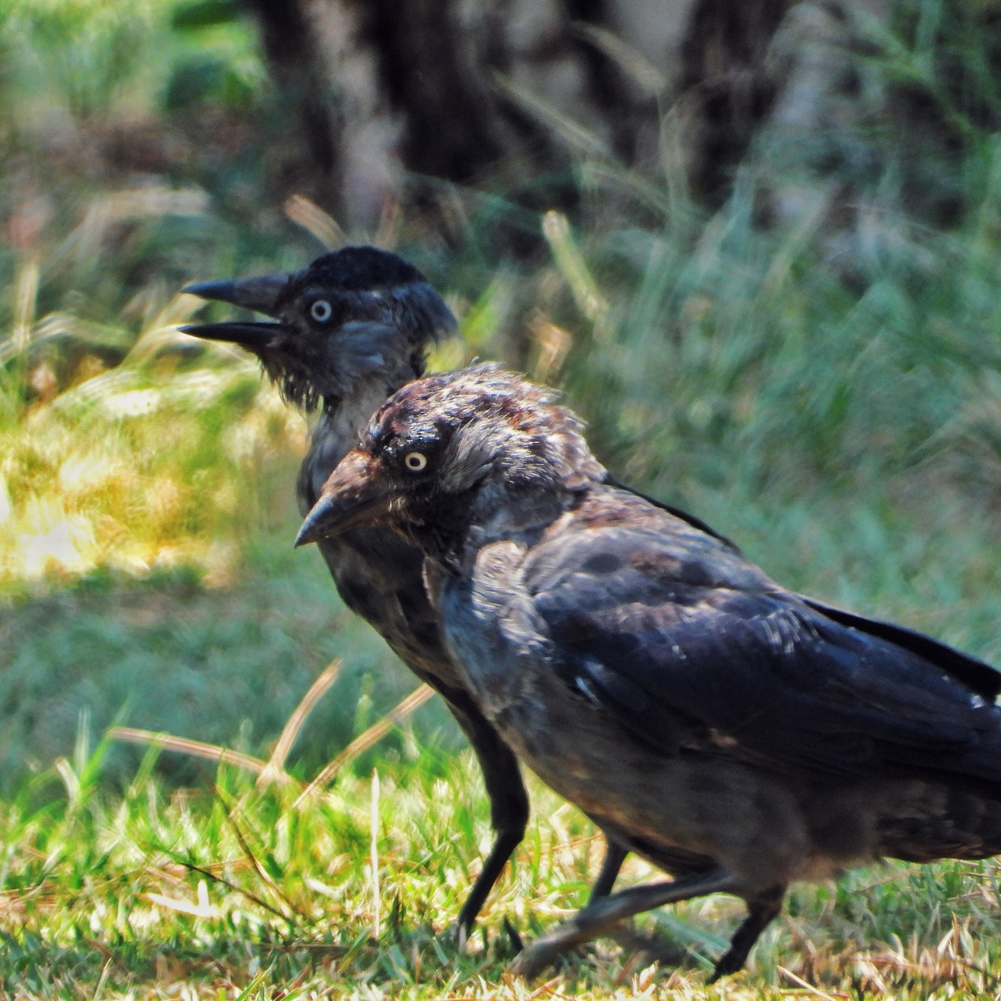 Jackdaw 10