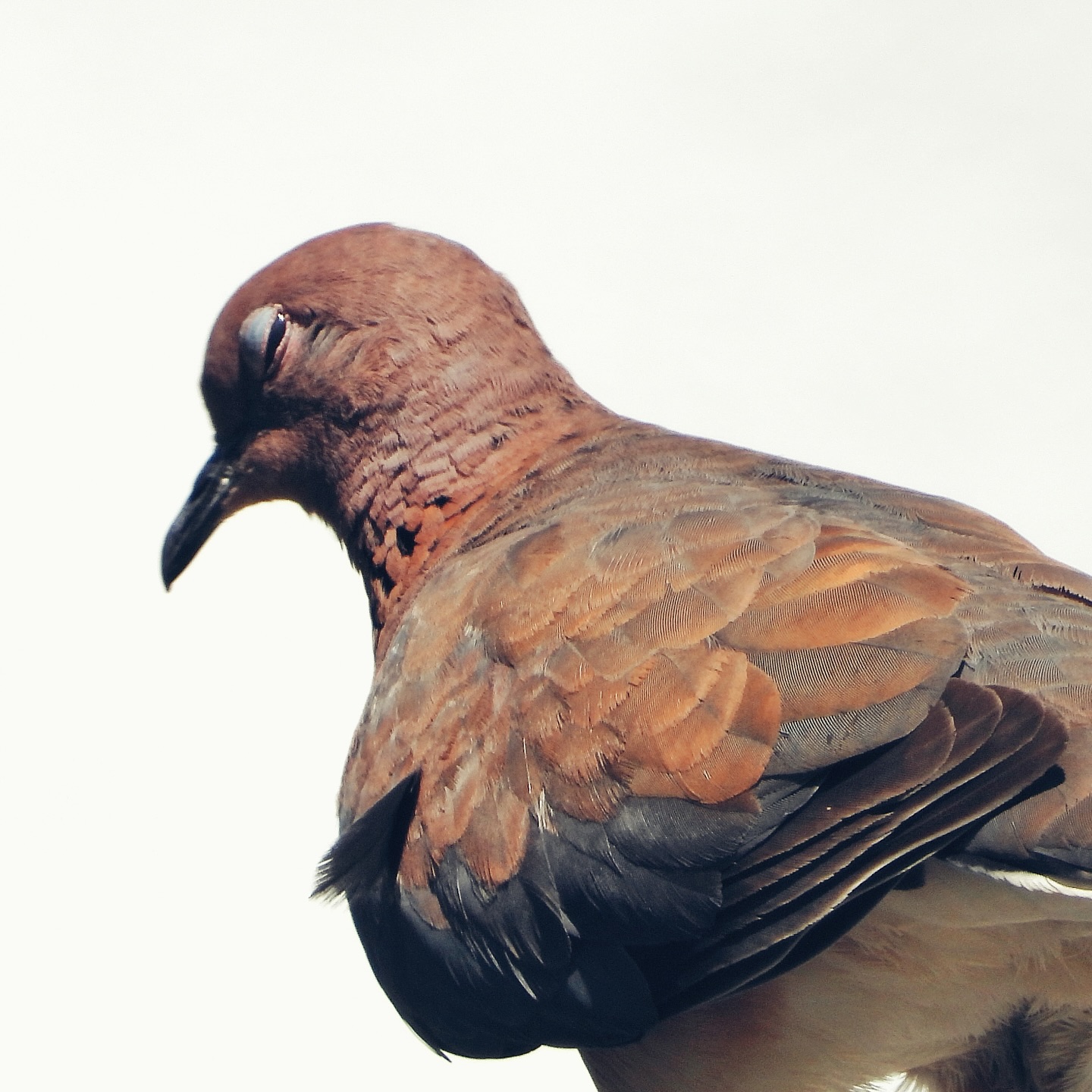 pigeons