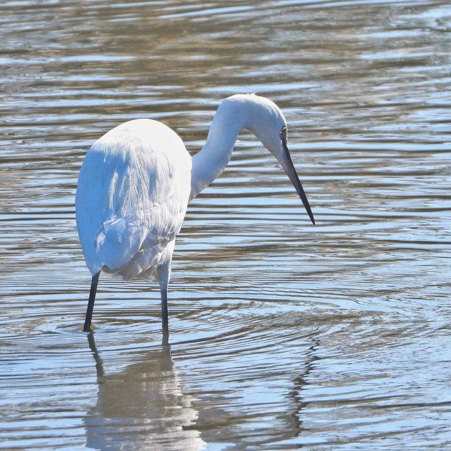 Little Egret 11