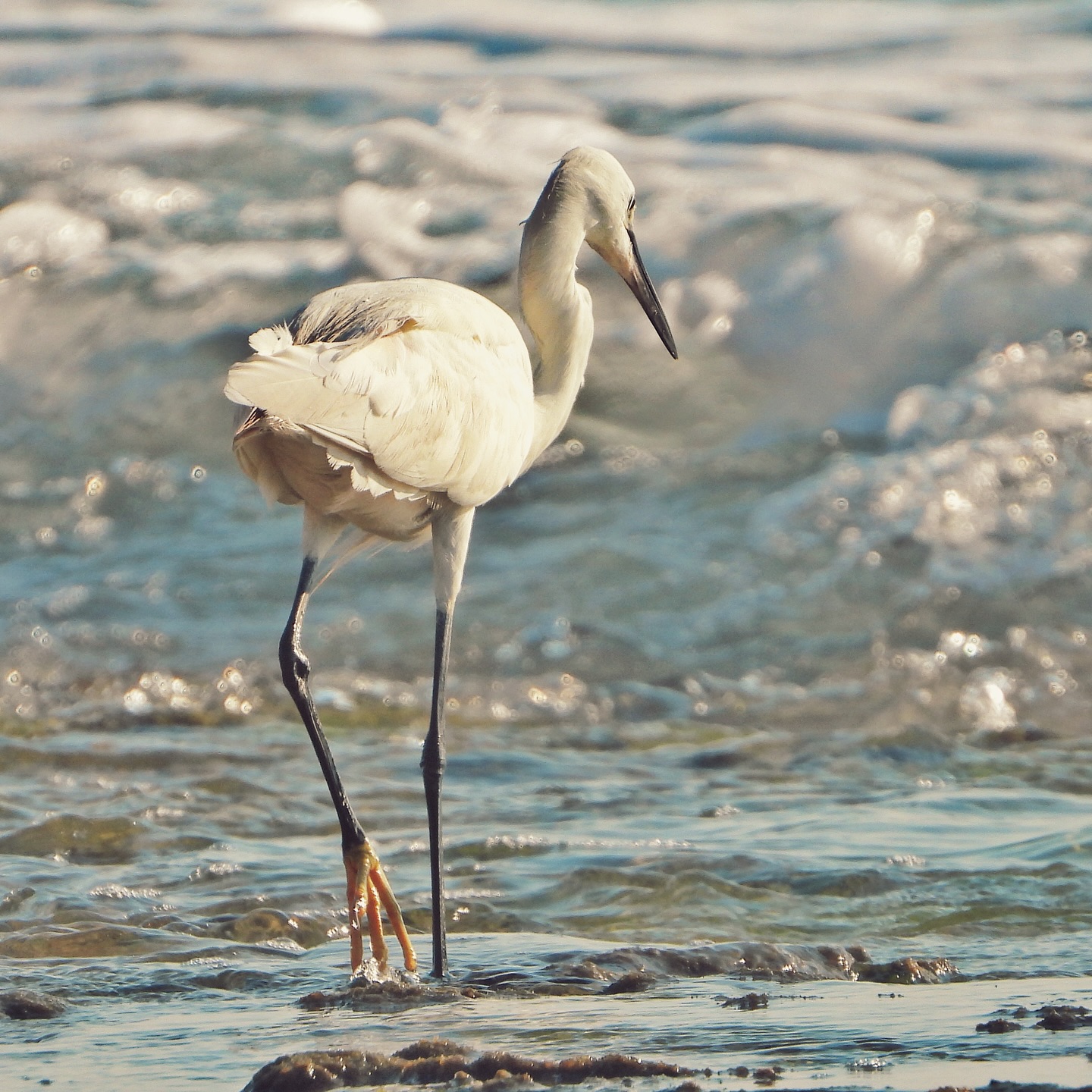 Little Egret 14