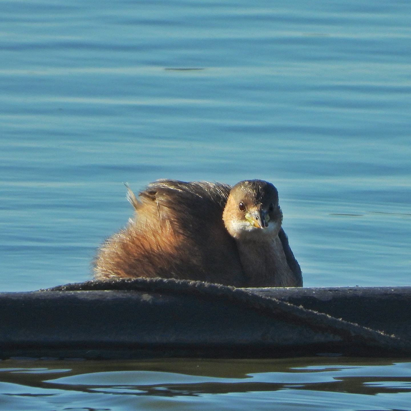 Little Grebe 7