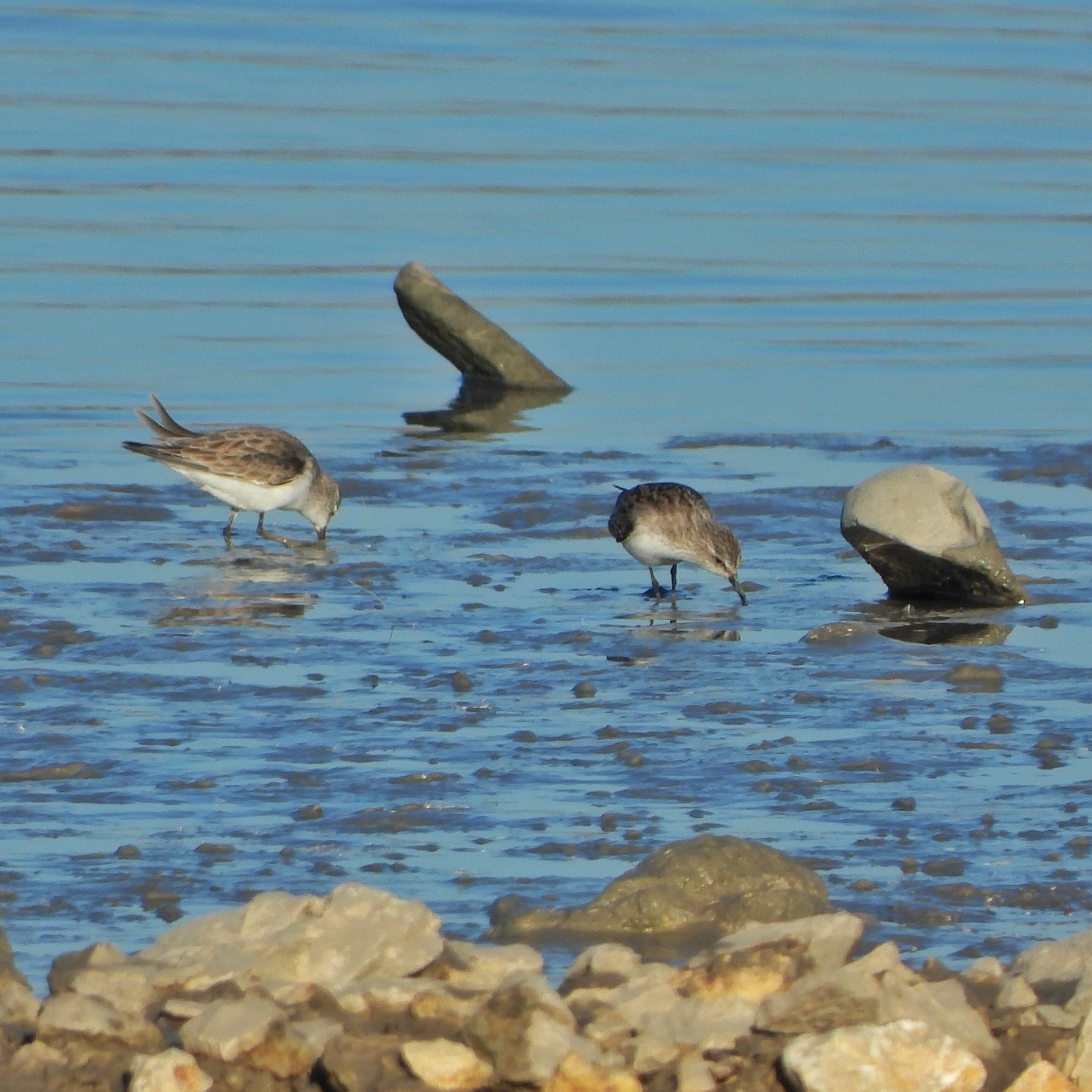 Little Stint 1