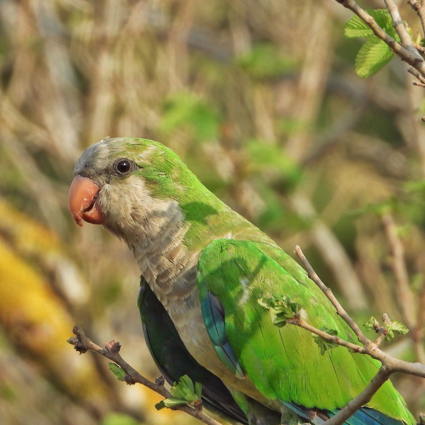 Monk Parakeet 22