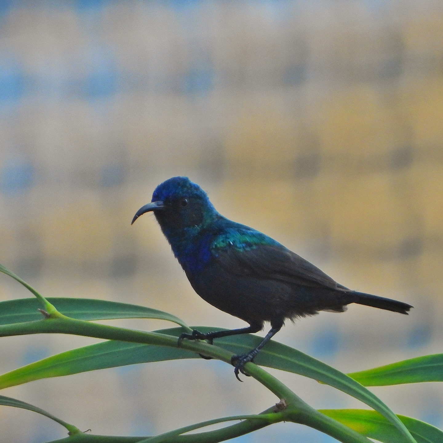 Palestine Sunbird 13