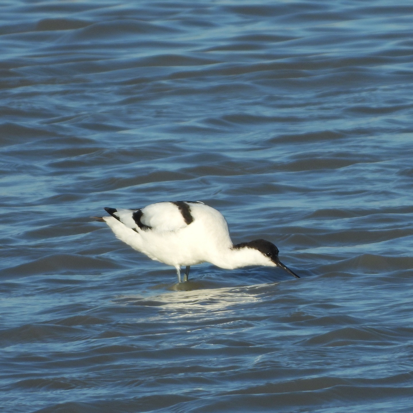 Pied Avocet 1