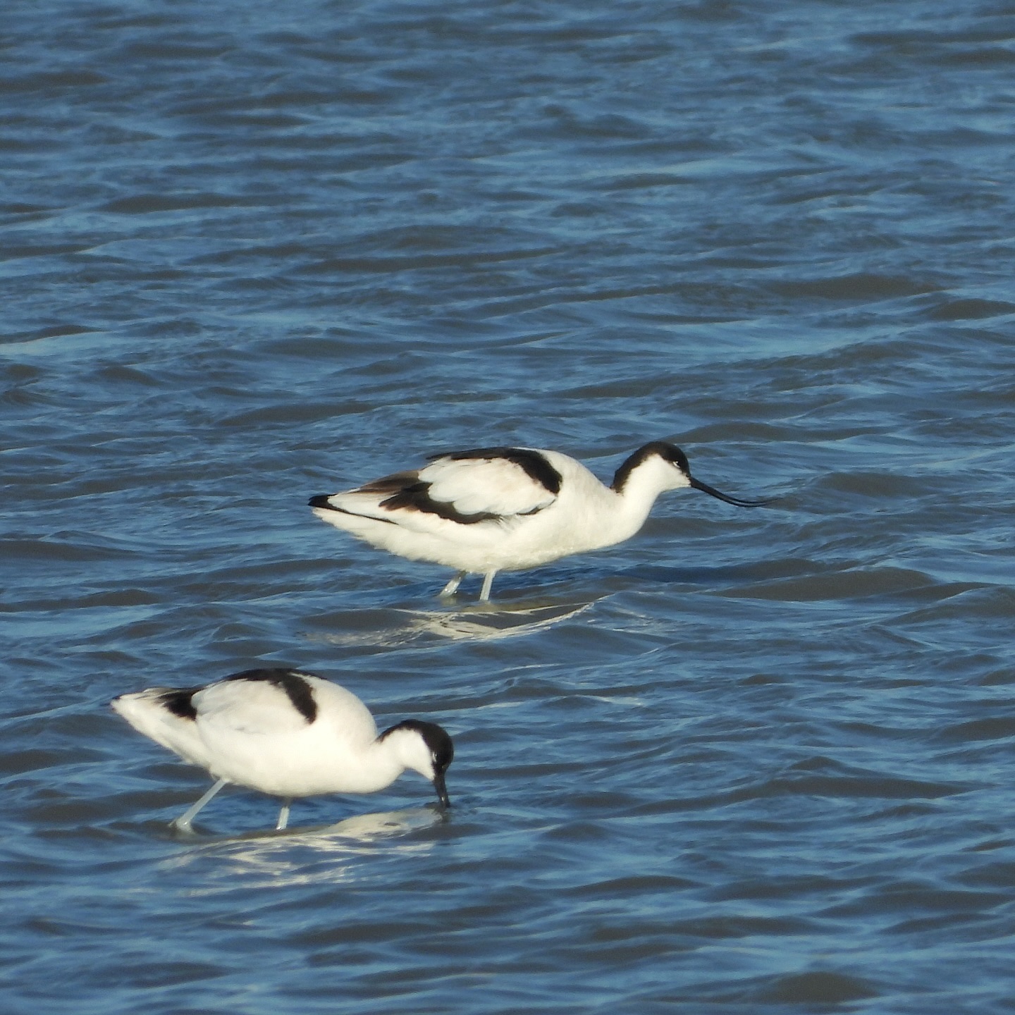 Pied Avocet 2