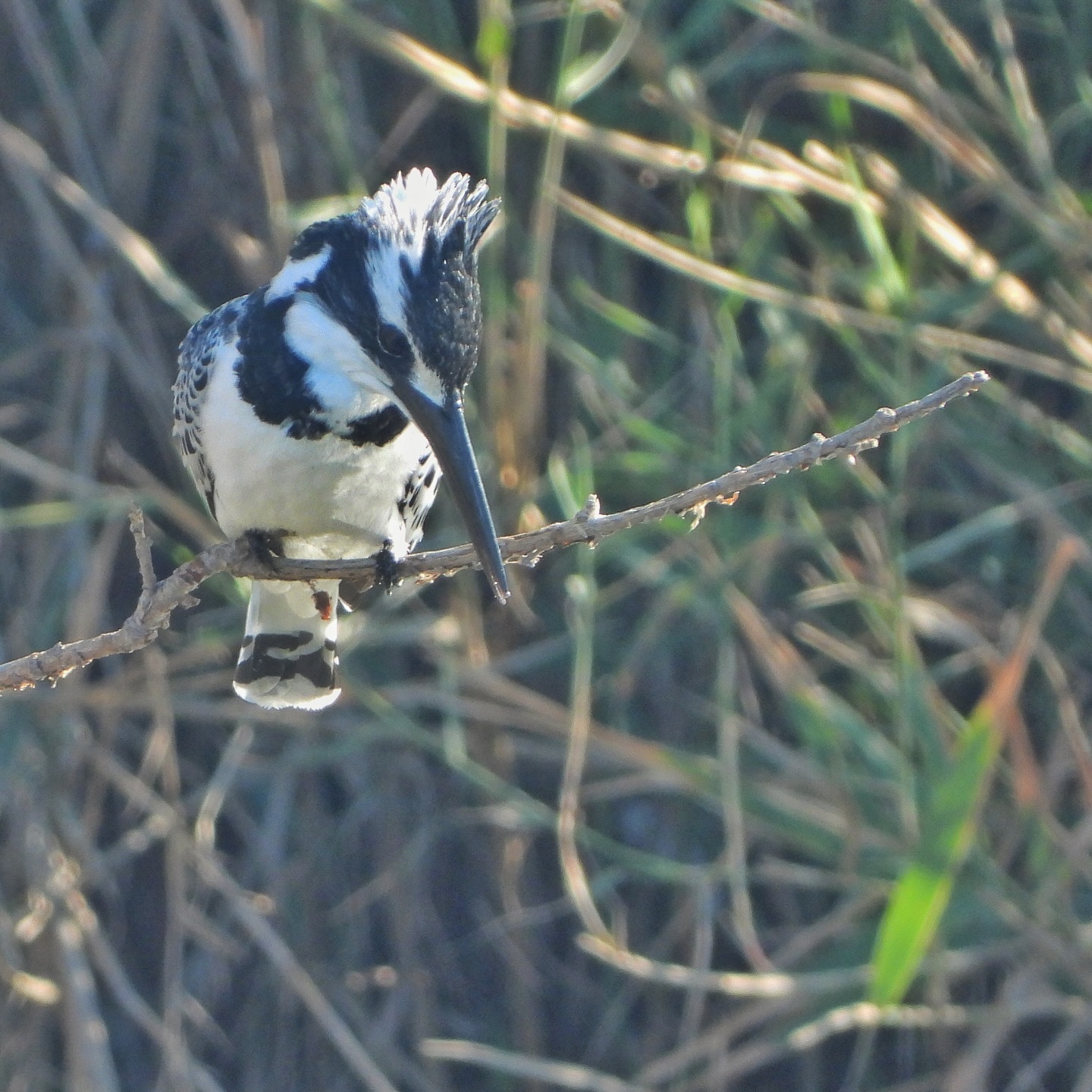 Pied Kingfisher 4