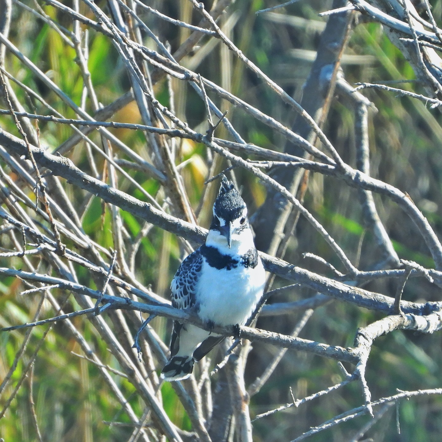 Pied Kingfisher 5