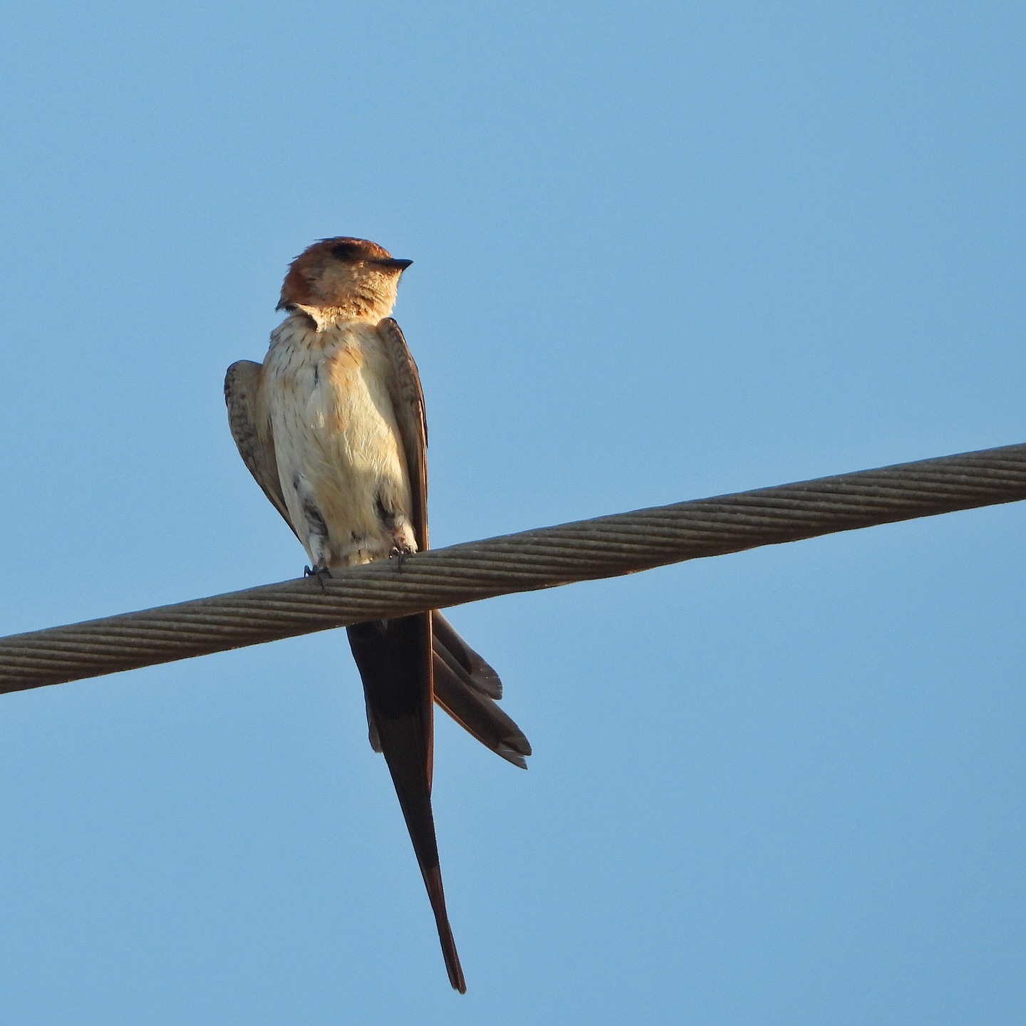 Red Rumped Swallow 2