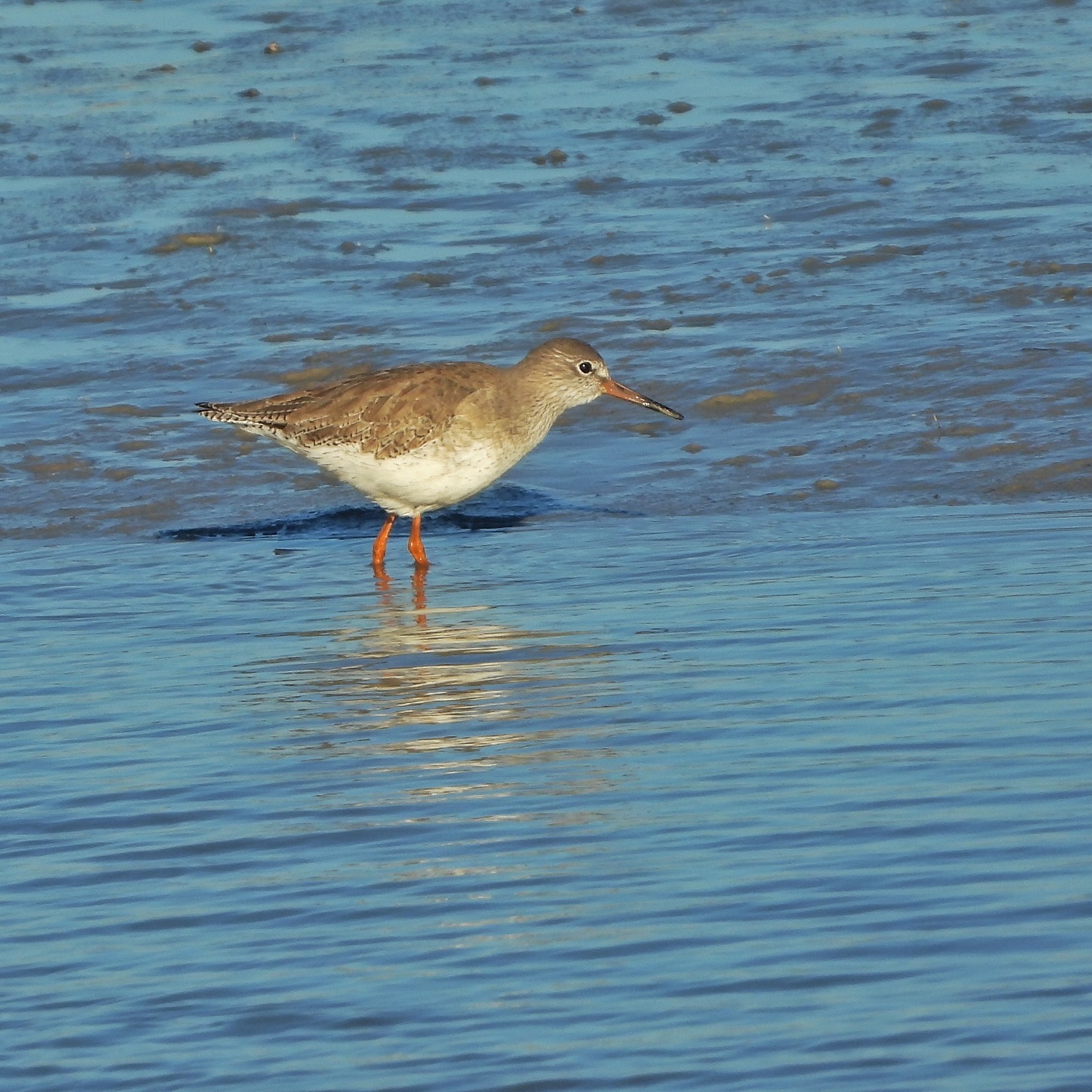 Redshank 1