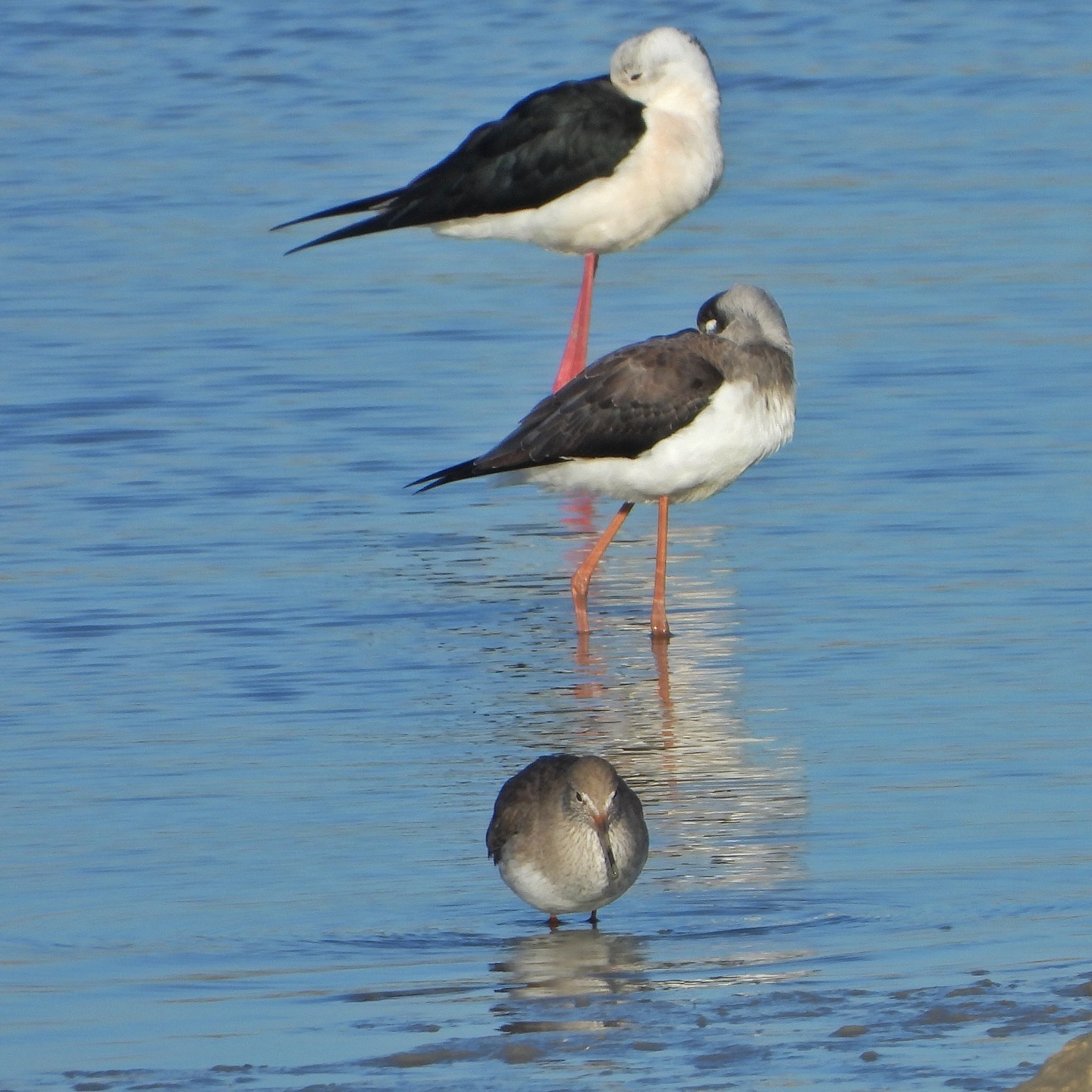 Redshank Black Winged Stilt 1