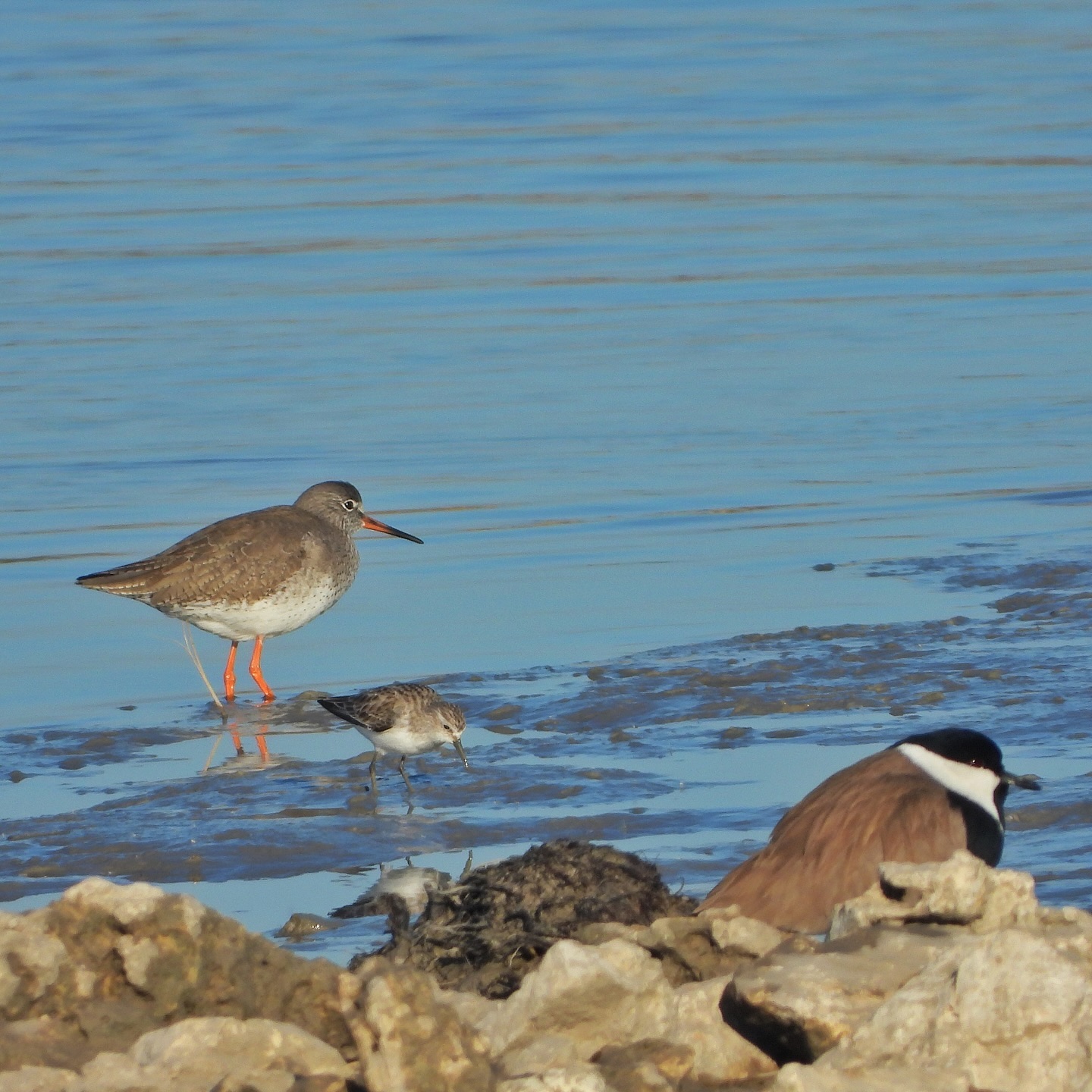 Redshank Little Stint Spur Winged Lapwing 1