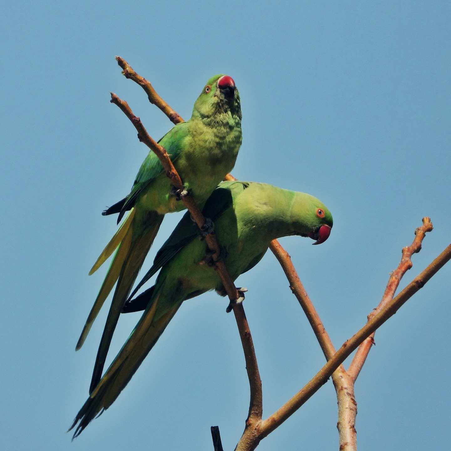 parrots