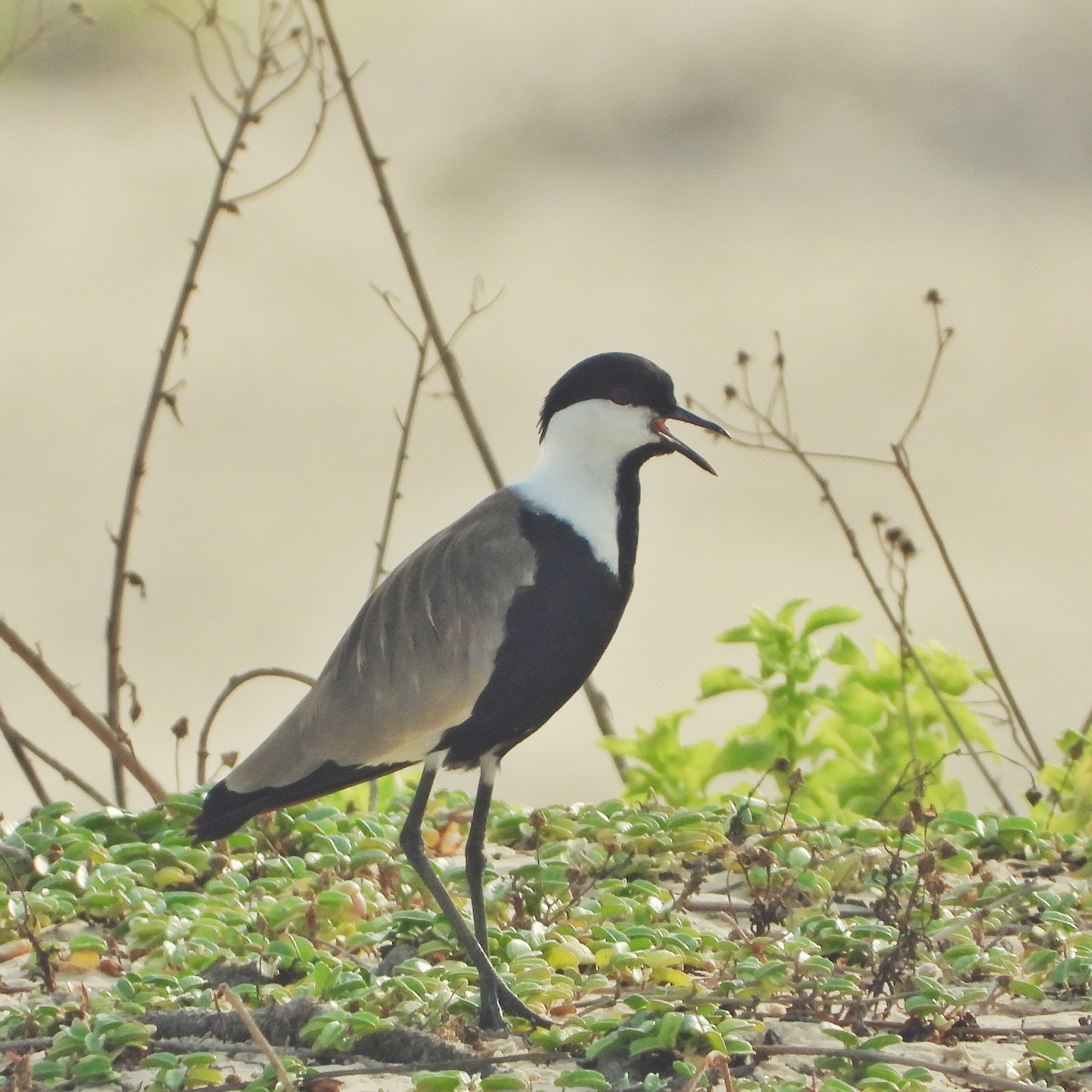 Spur Winged Lapwing 8
