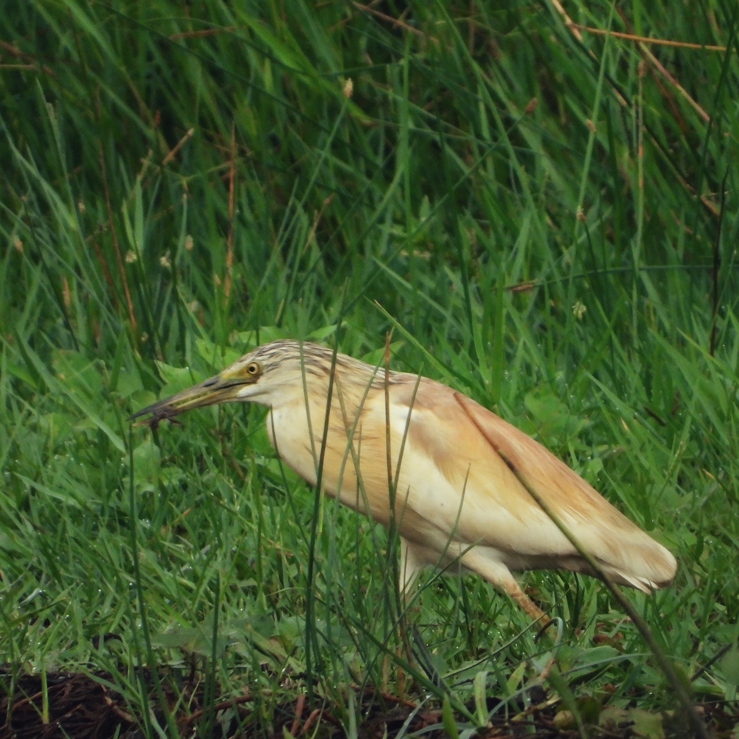 Squacco Heron 6