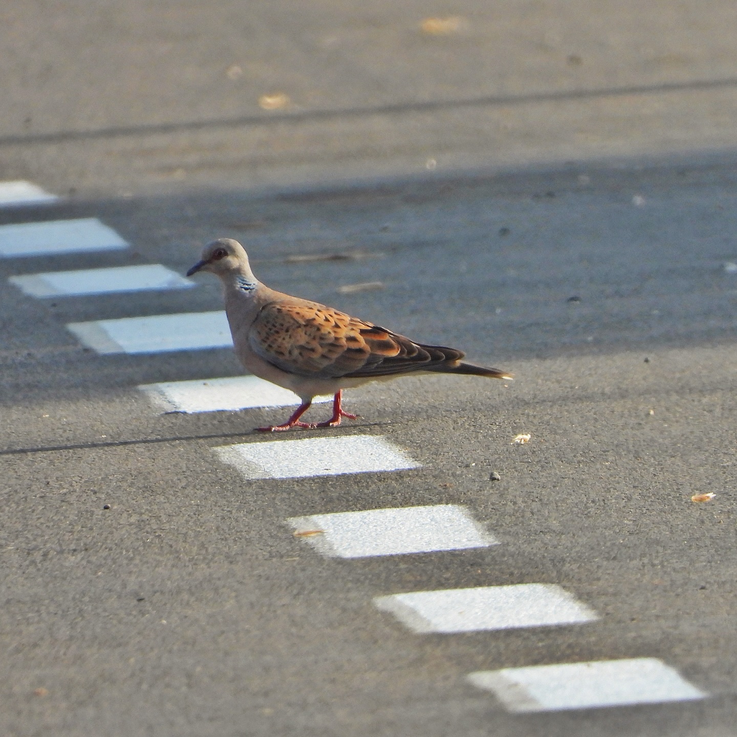 Turtle Dove 3